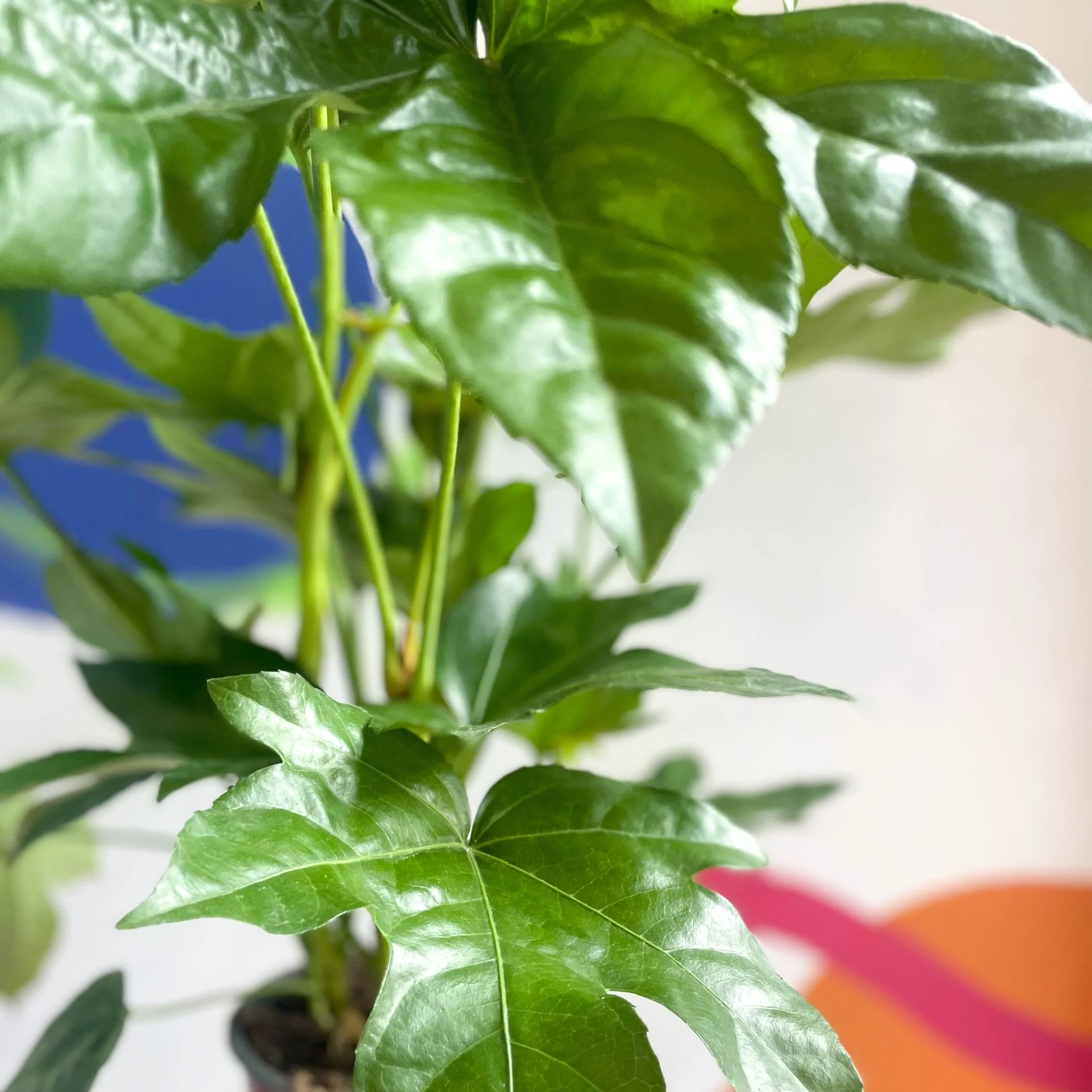 Fatsia japonica - Paper Plant - Image 8
