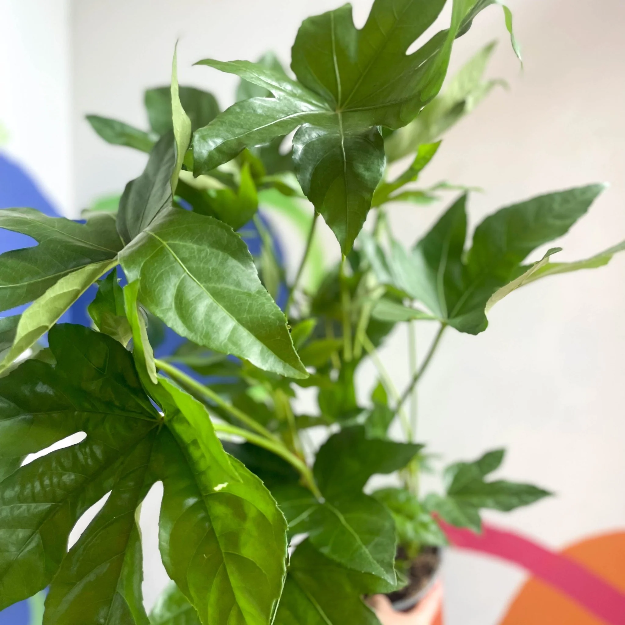 Fatsia japonica - Paper Plant - Image 9