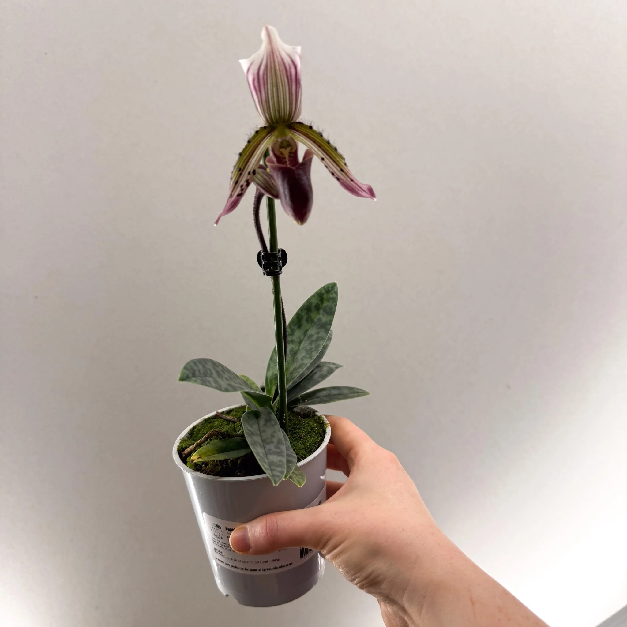 Paphiopedilum hirsutissimum – Purple Hairy Slipper Orchid