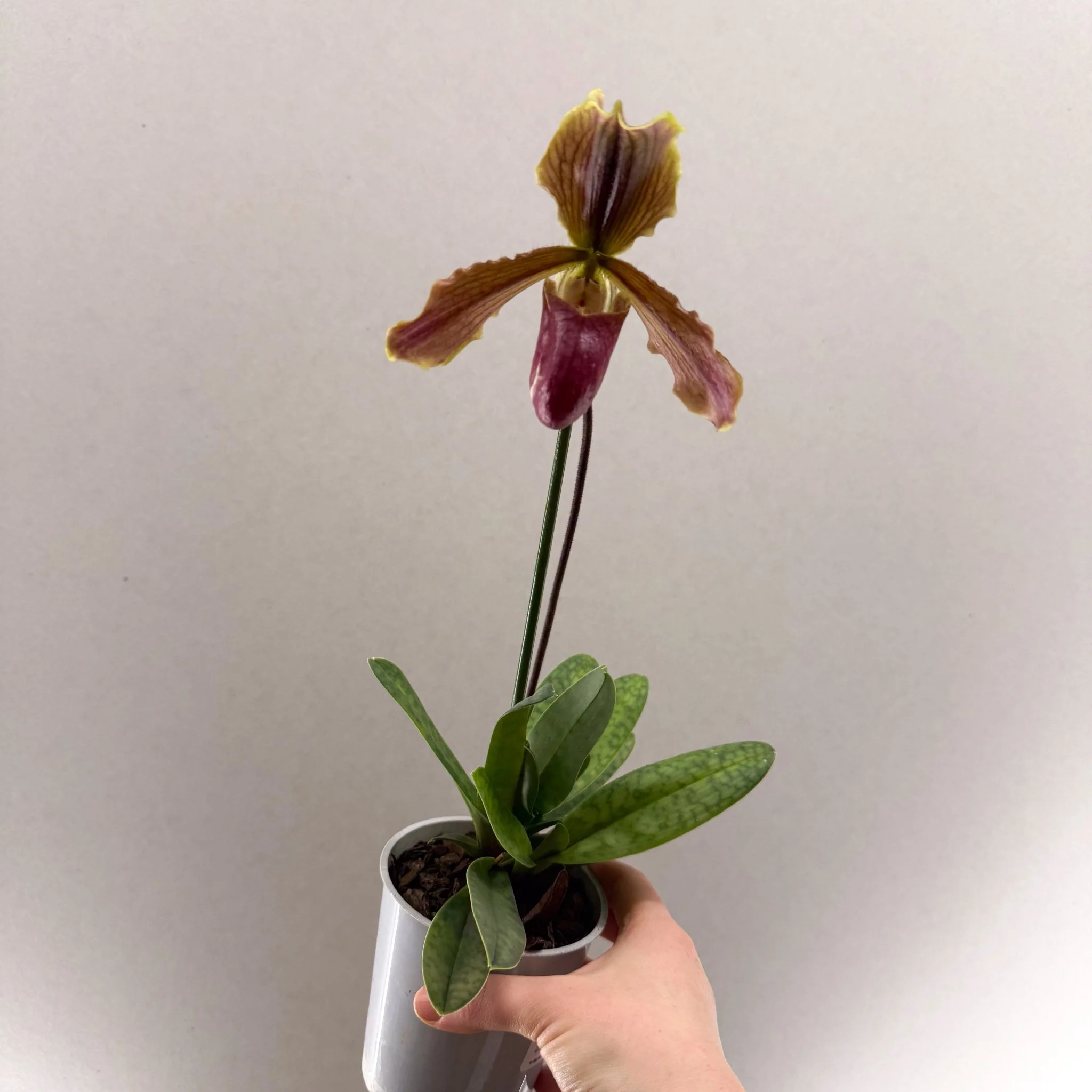Paphiopedilum (Maudiae-type hybrid) – Green & Purple Slipper Orchid