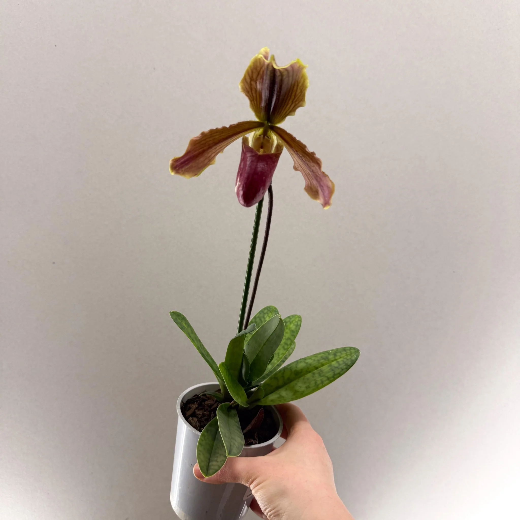 Paphiopedilum (Maudiae-type hybrid) – Green & Purple Slipper Orchid - Image 2
