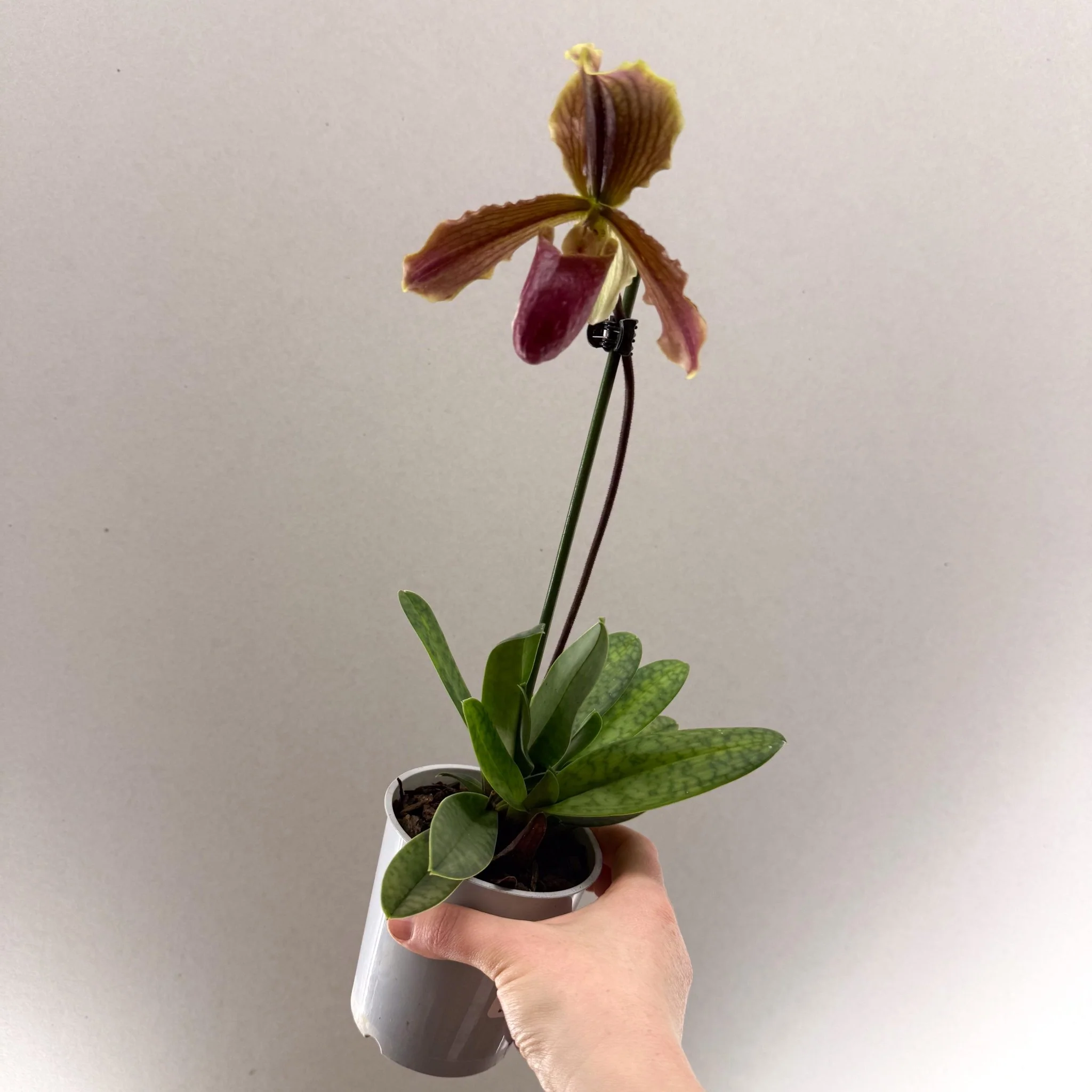 Paphiopedilum (Maudiae-type hybrid) – Green & Purple Slipper Orchid - Image 3