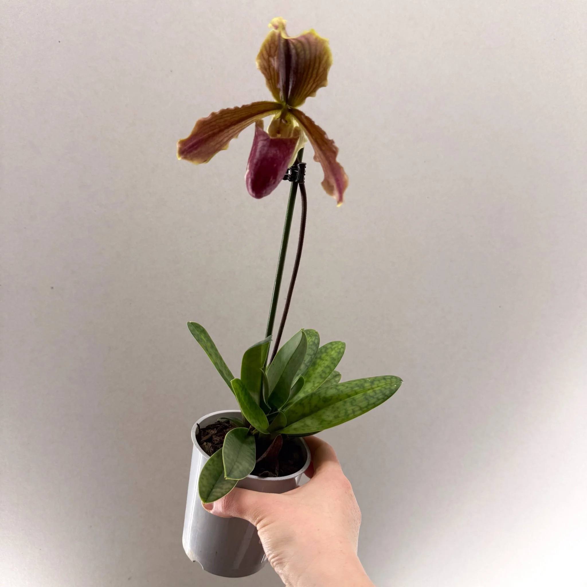 Paphiopedilum (Maudiae-type hybrid) – Green & Purple Slipper Orchid - Image 4