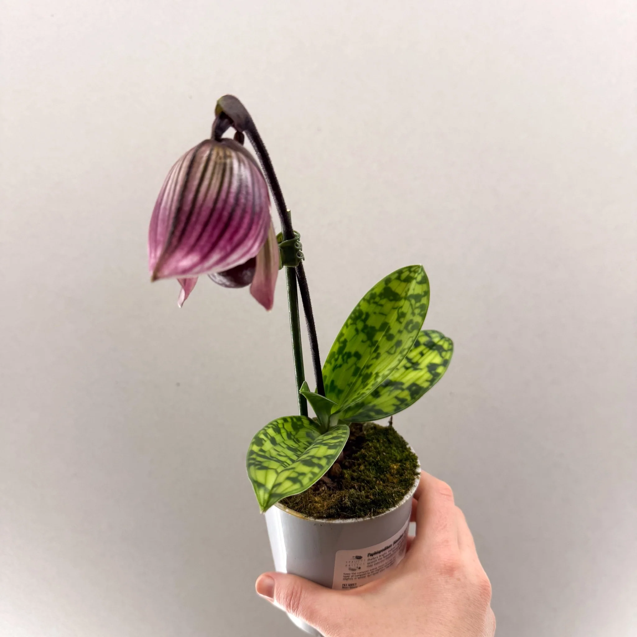 Paphiopedilum (Maudiae-type hybrid) – Purple Slipper Orchid