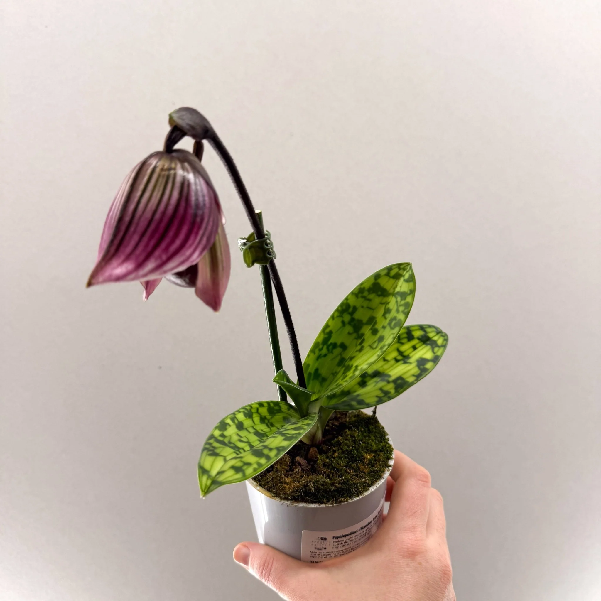 Paphiopedilum (Maudiae-type hybrid) – Purple Slipper Orchid - Image 2