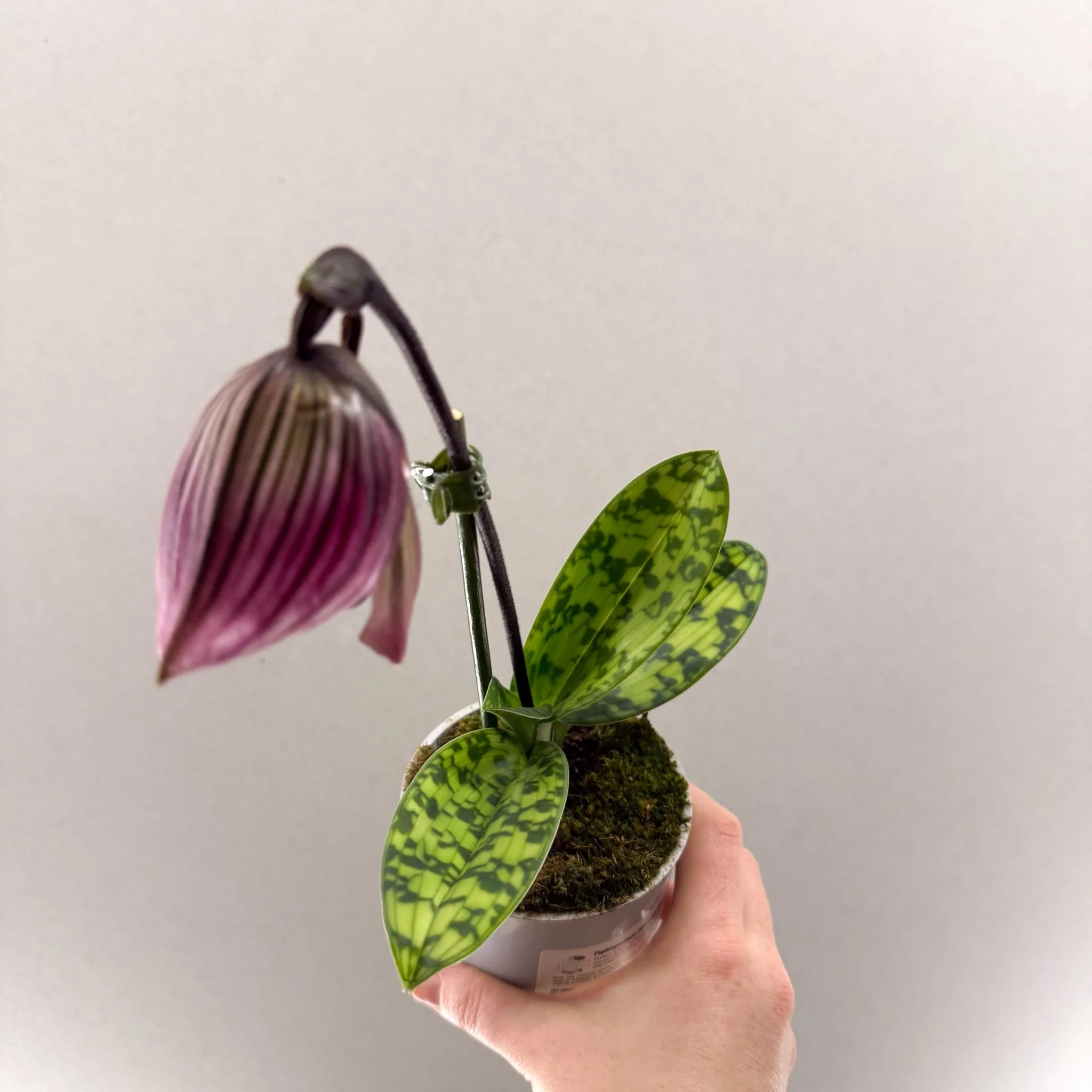 Paphiopedilum (Maudiae-type hybrid) – Purple Slipper Orchid - Image 3