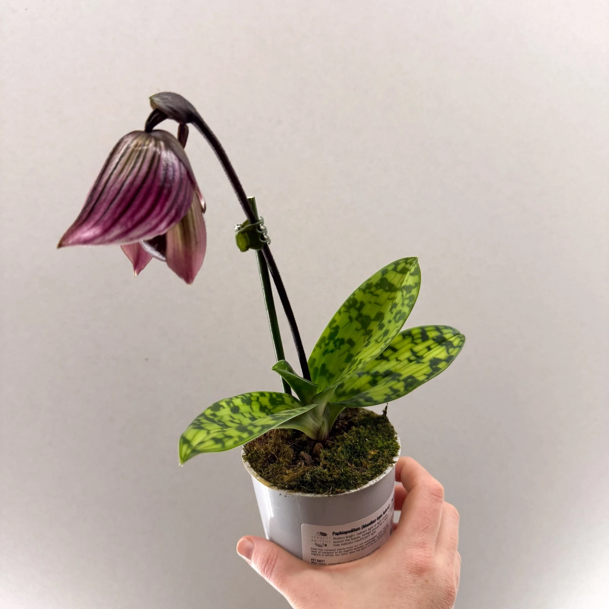 Paphiopedilum (Maudiae-type hybrid) – Purple Slipper Orchid - Image 4