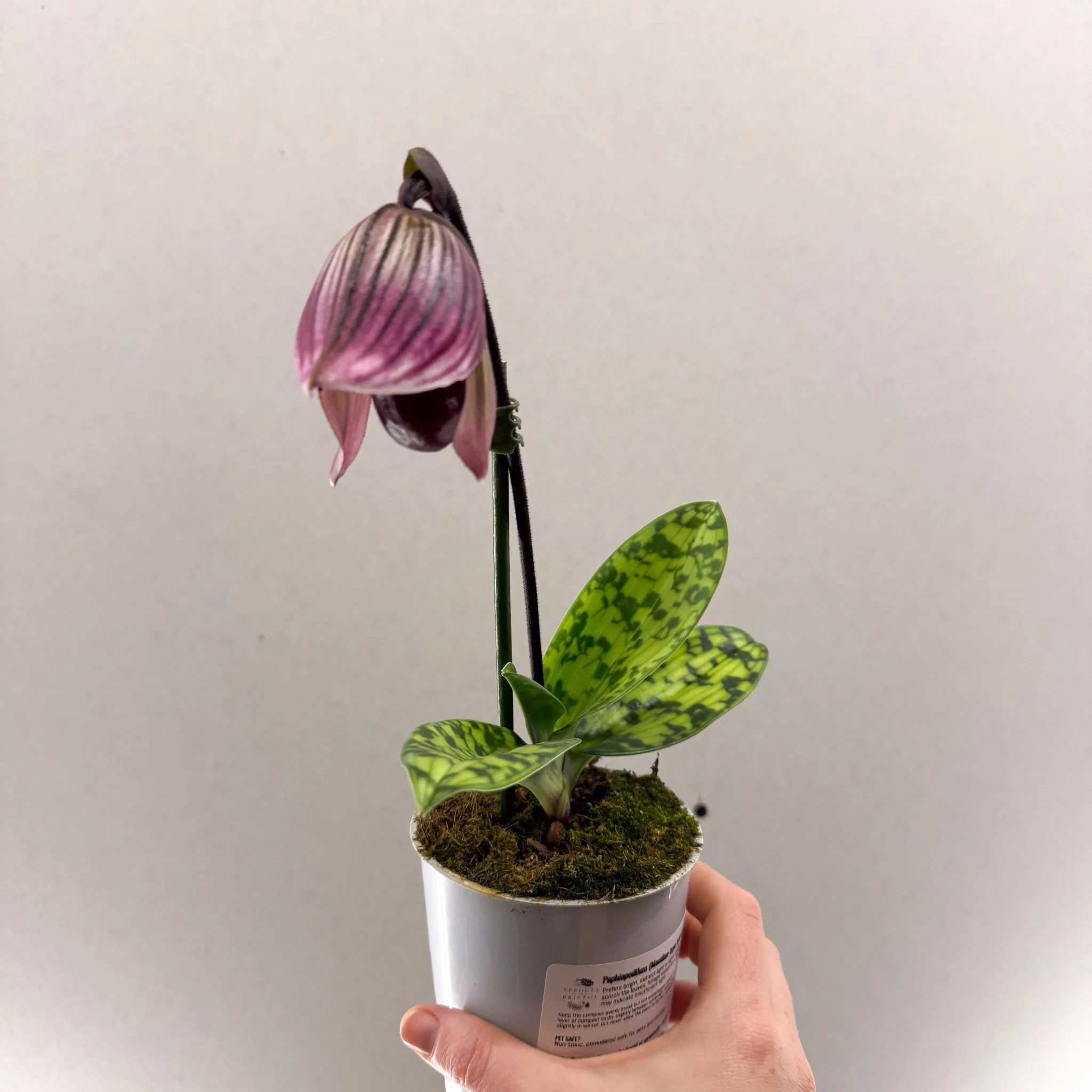 Paphiopedilum (Maudiae-type hybrid) – Purple Slipper Orchid - Image 5