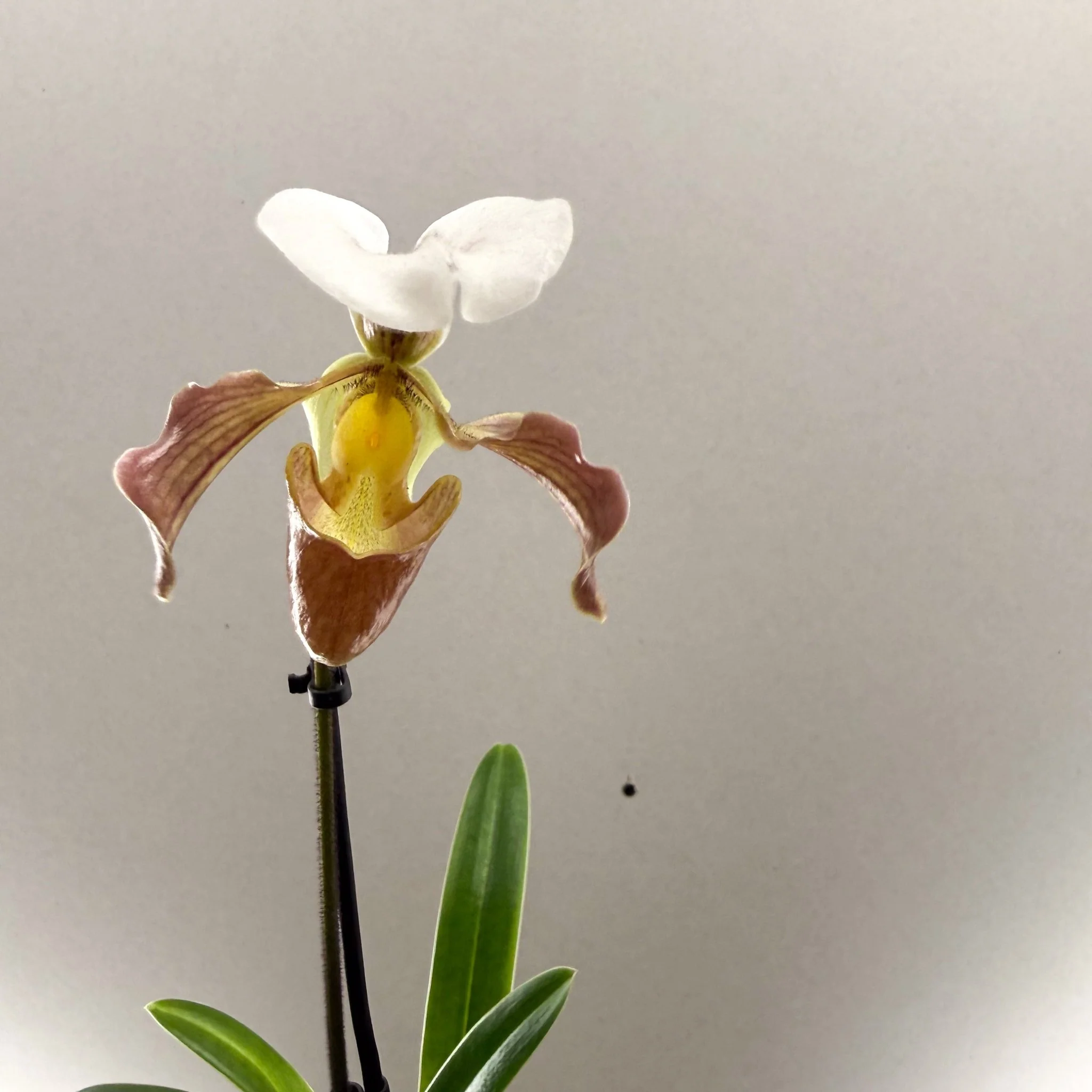 Paphiopedilum spp. – Mauve Slipper Orchid