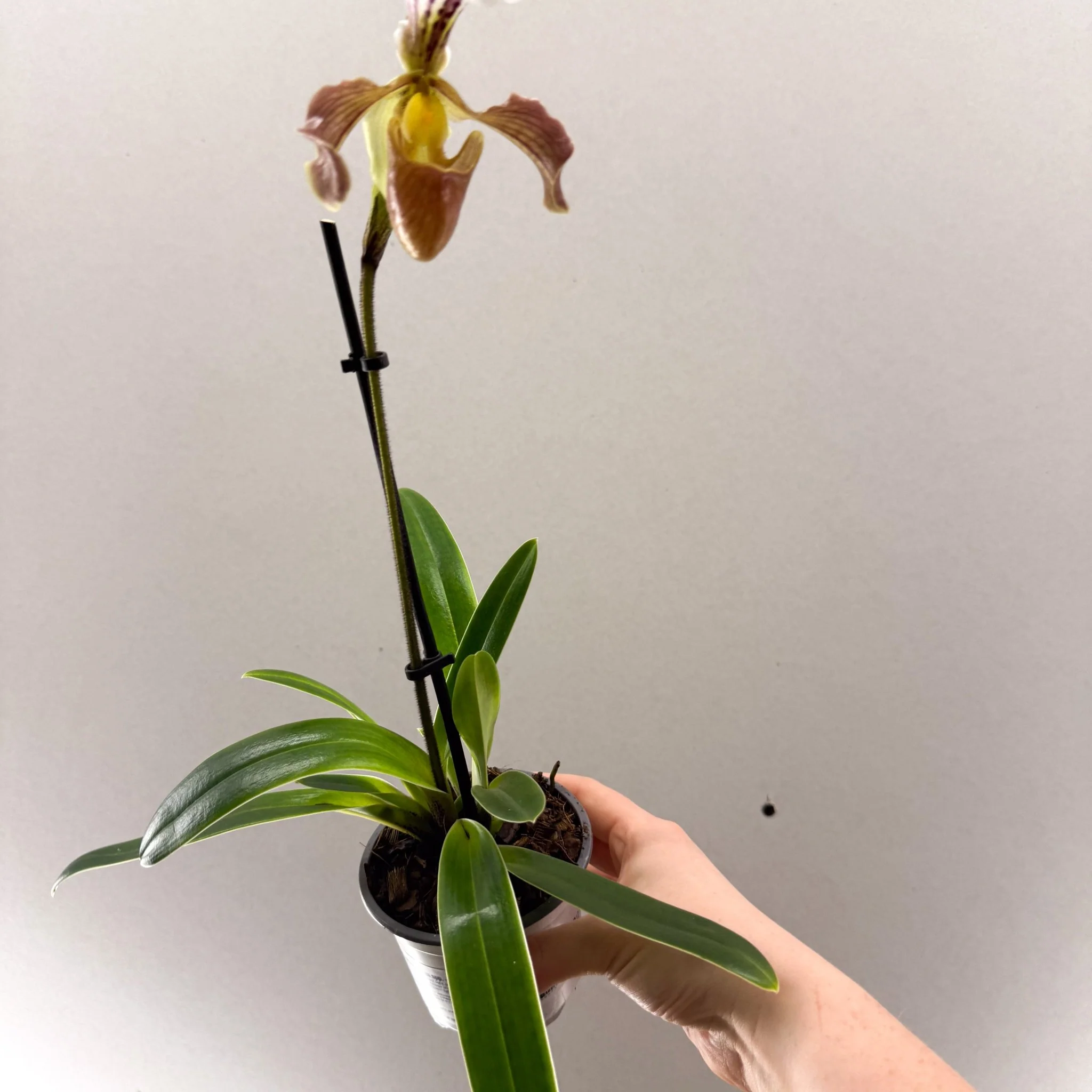 Paphiopedilum spp. – Mauve Slipper Orchid - Image 2