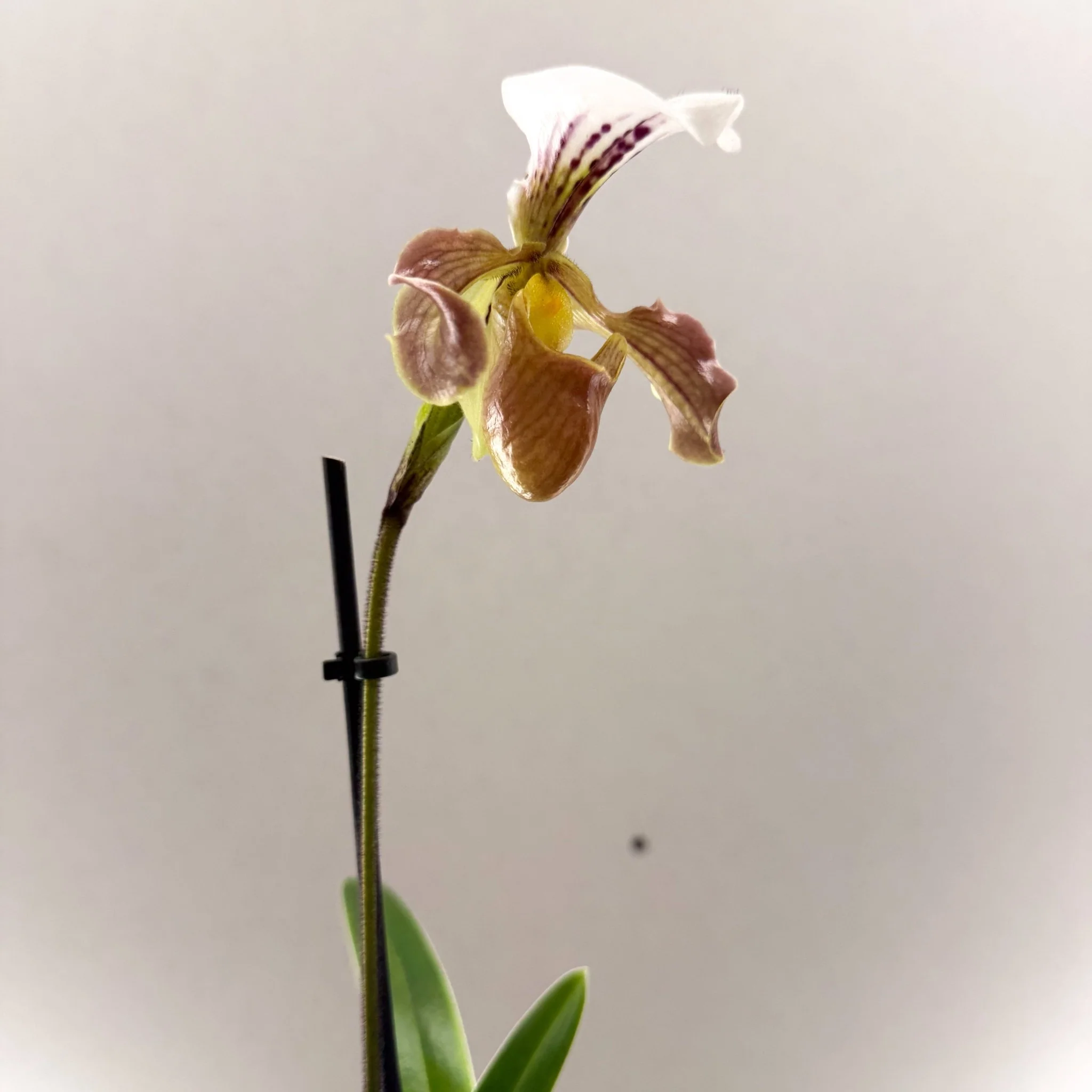 Paphiopedilum spp. – Mauve Slipper Orchid - Image 3