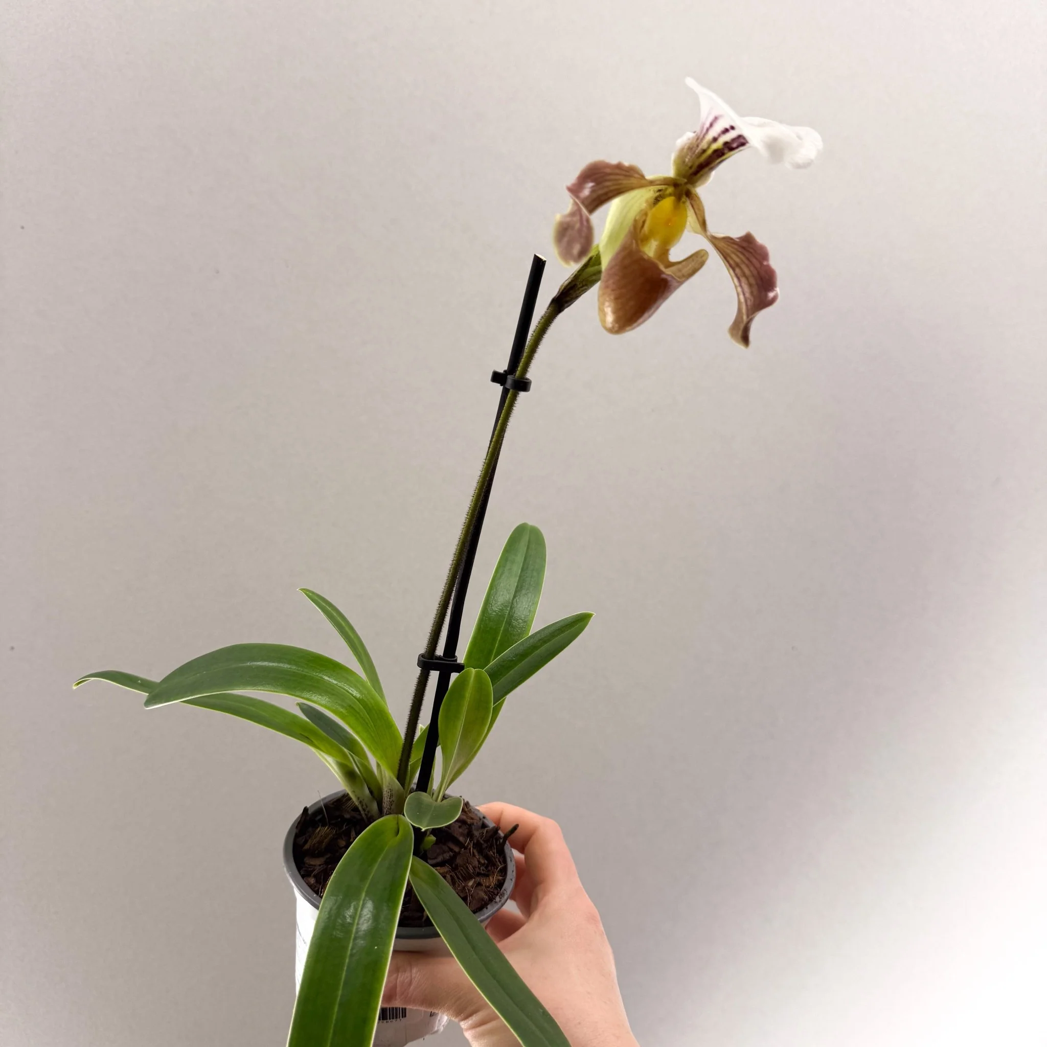 Paphiopedilum spp. – Mauve Slipper Orchid - Image 4
