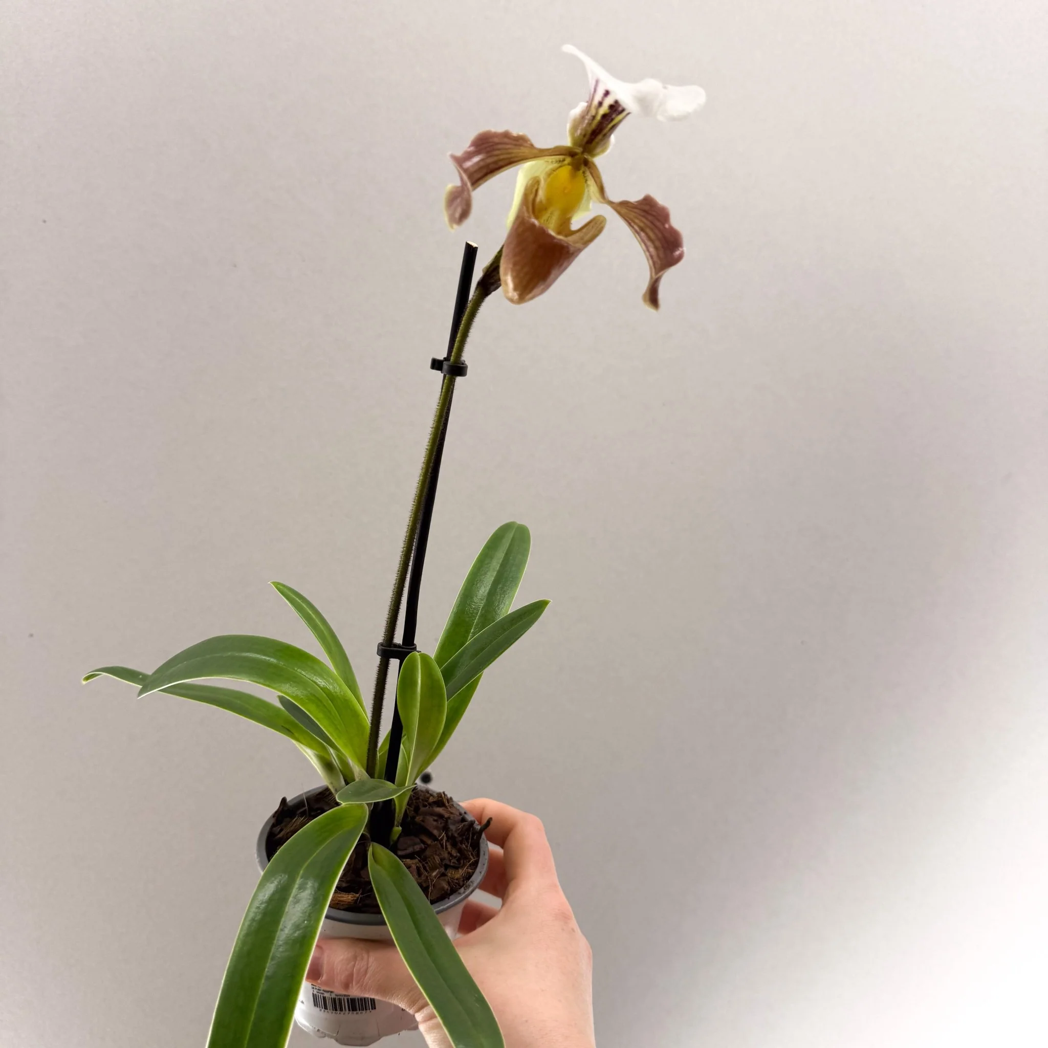 Paphiopedilum spp. – Mauve Slipper Orchid - Image 5