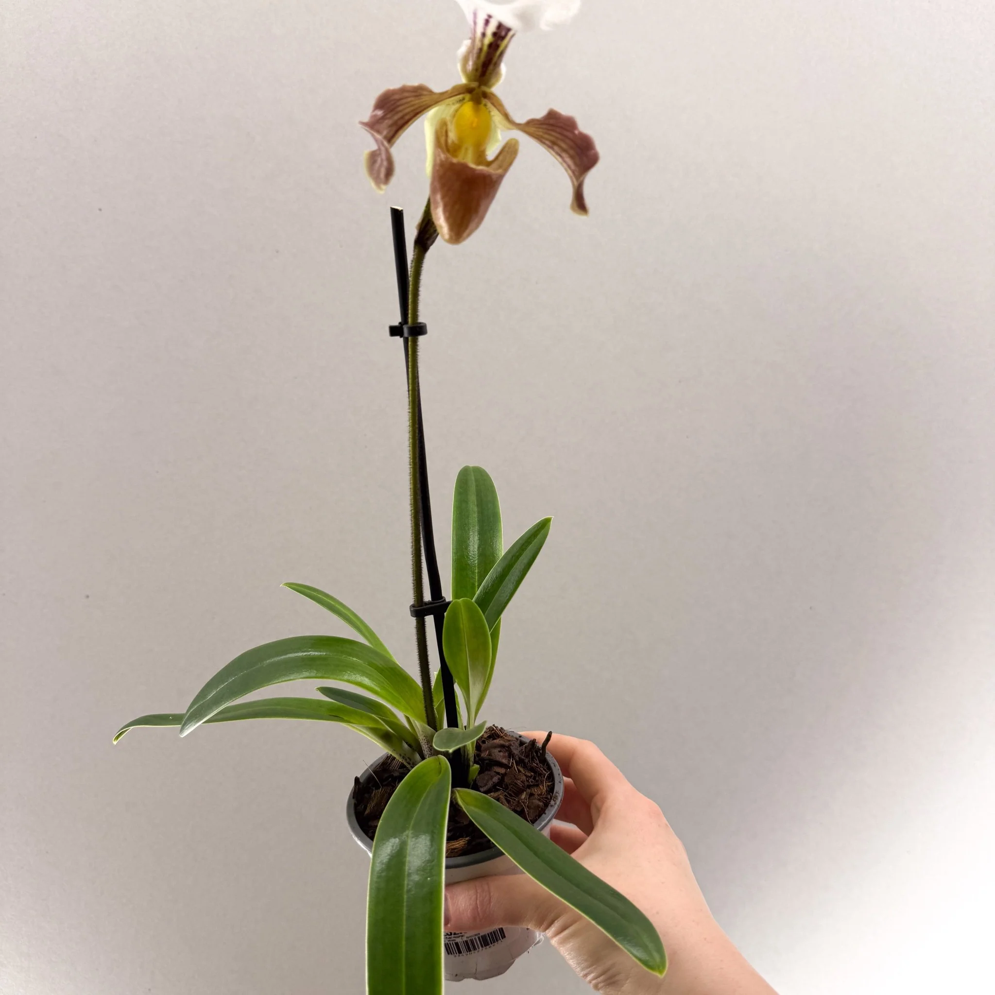 Paphiopedilum spp. – Mauve Slipper Orchid - Image 6