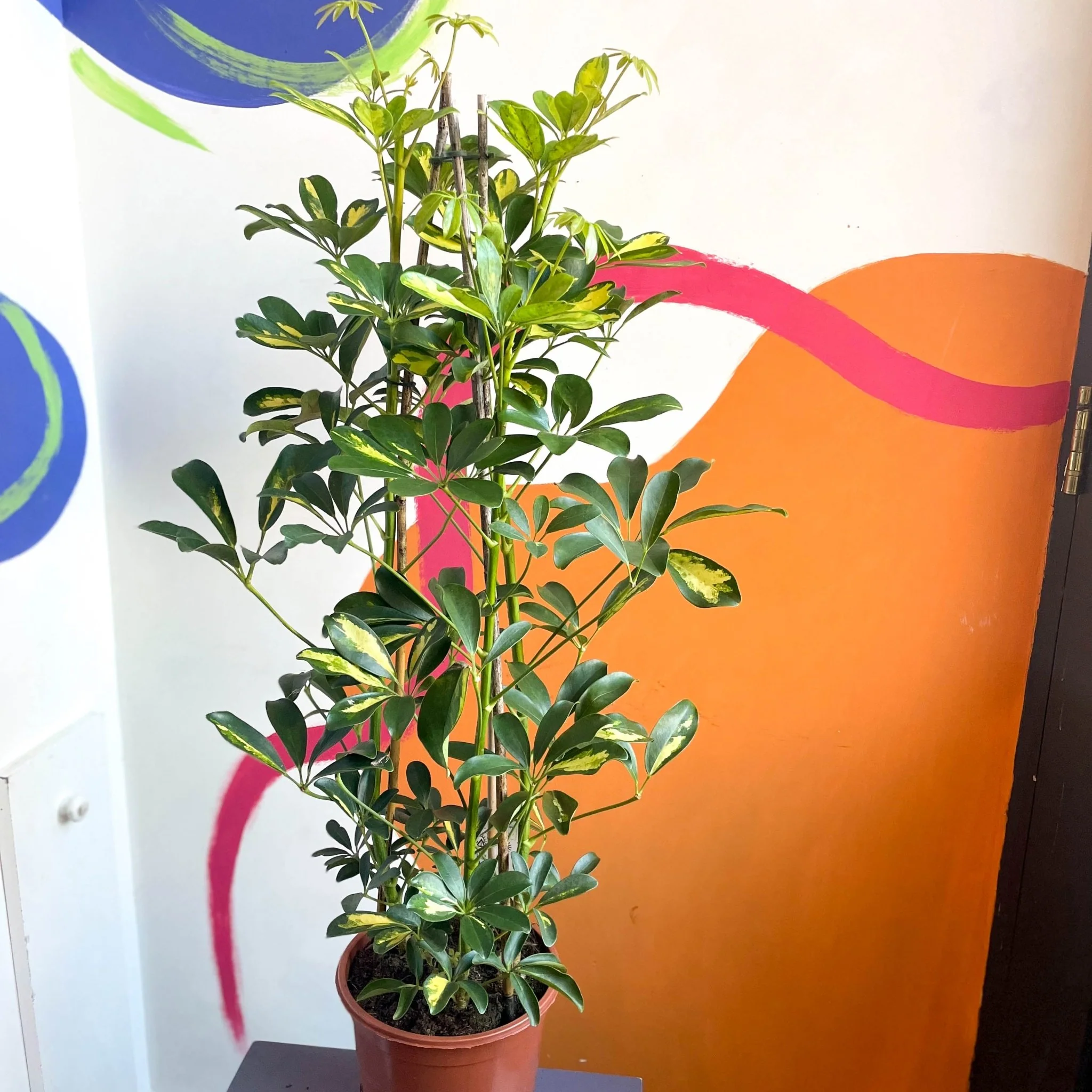 Parasol Plant - Schefflera arboricola 'Gold Capella'
