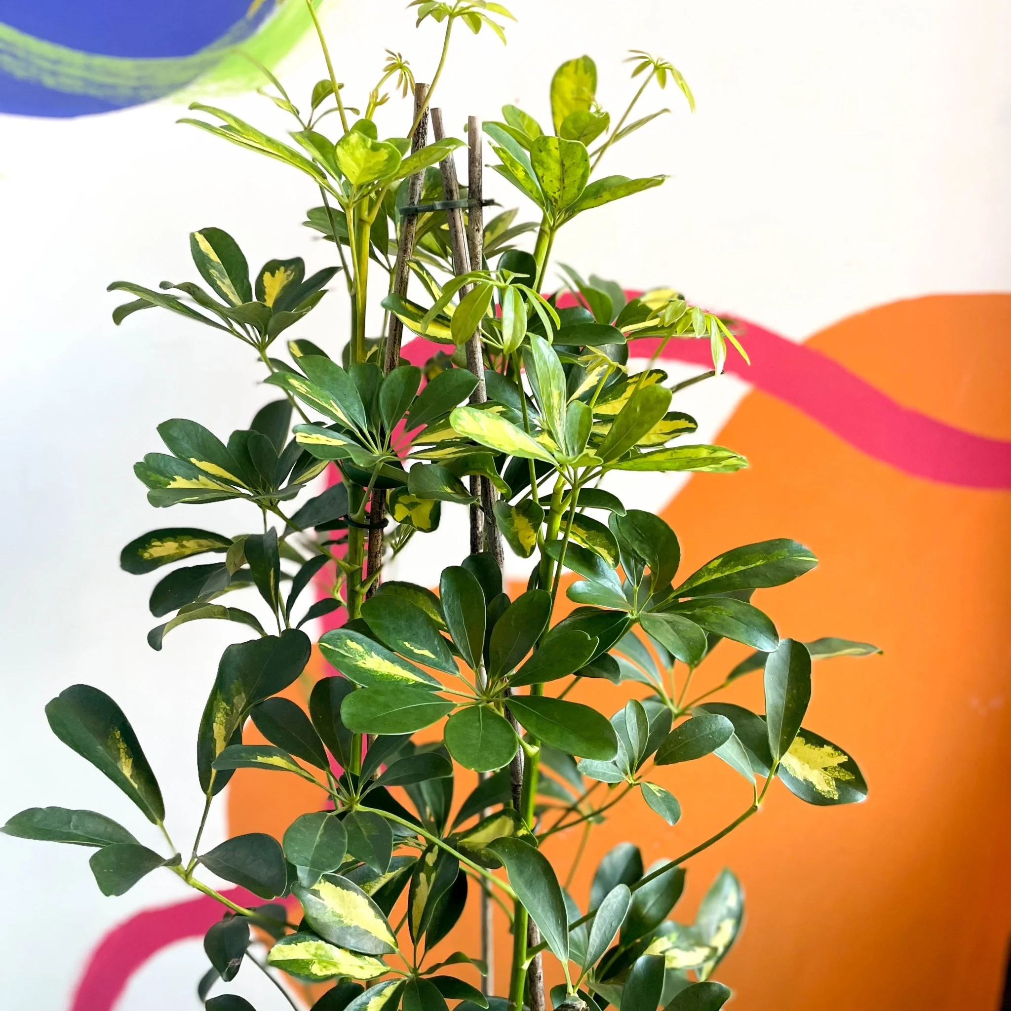 Parasol Plant - Schefflera arboricola 'Gold Capella' - Image 3
