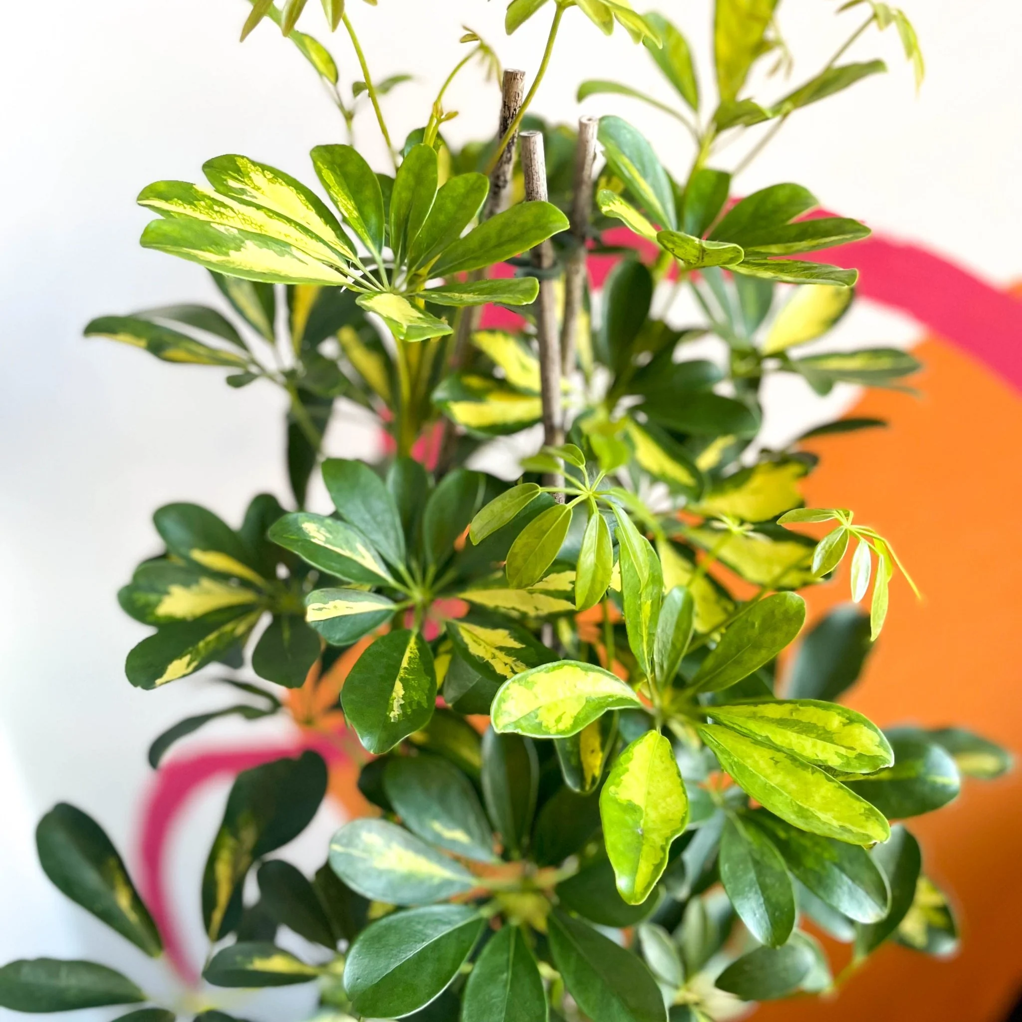 Parasol Plant - Schefflera arboricola 'Gold Capella' - Image 5