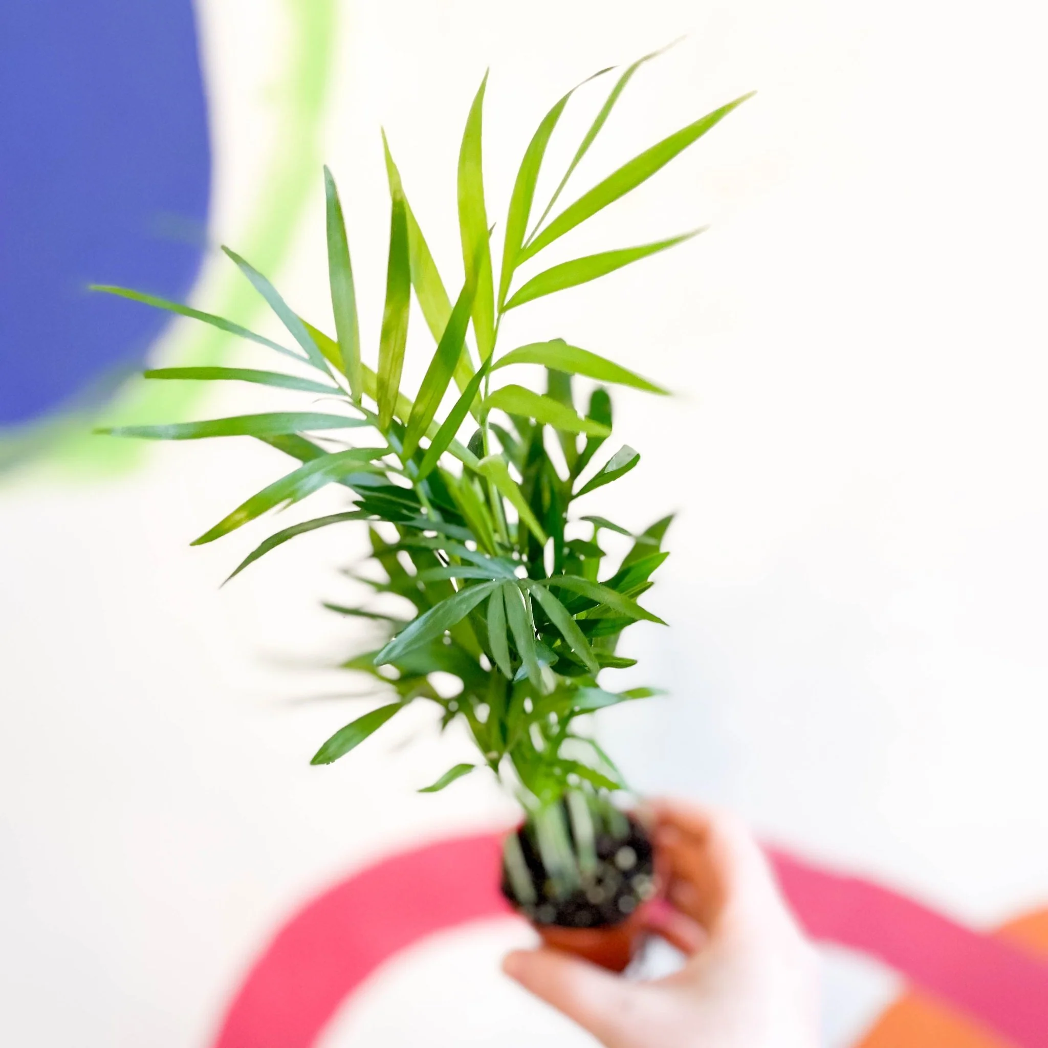 Chamaedorea elegans - Parlour Palm