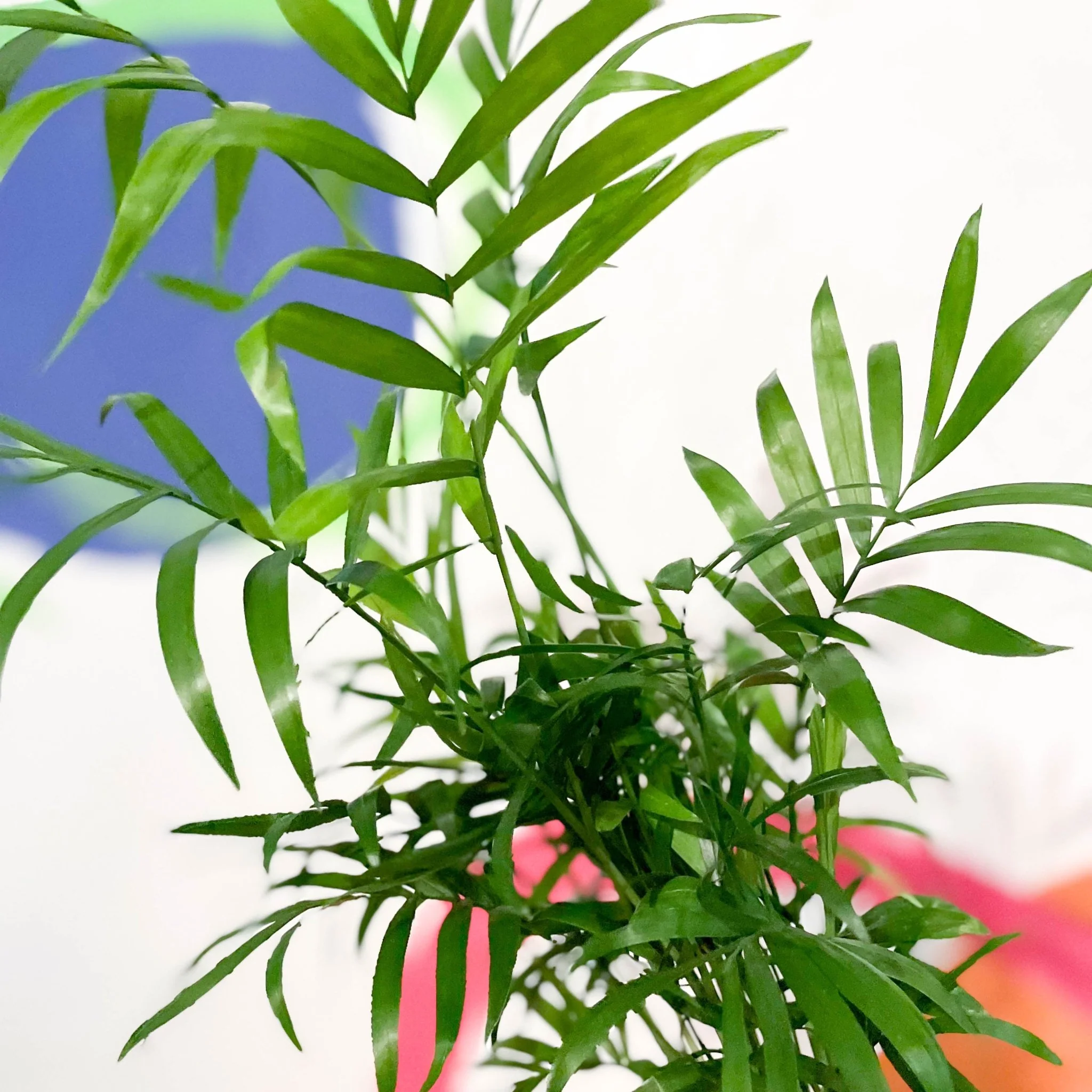 Chamaedorea elegans - Parlour Palm - Image 10
