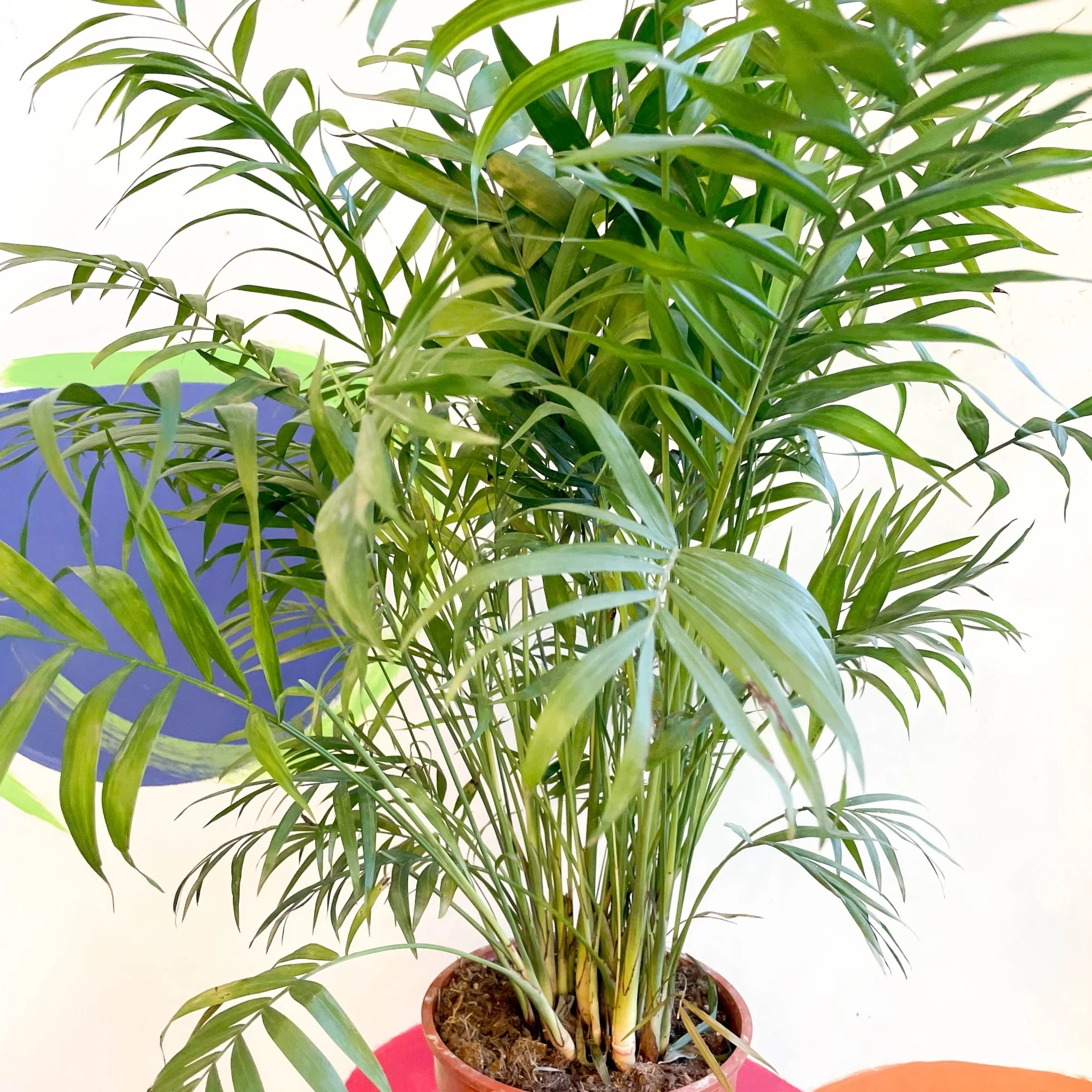 Chamaedorea elegans - Parlour Palm - Image 11