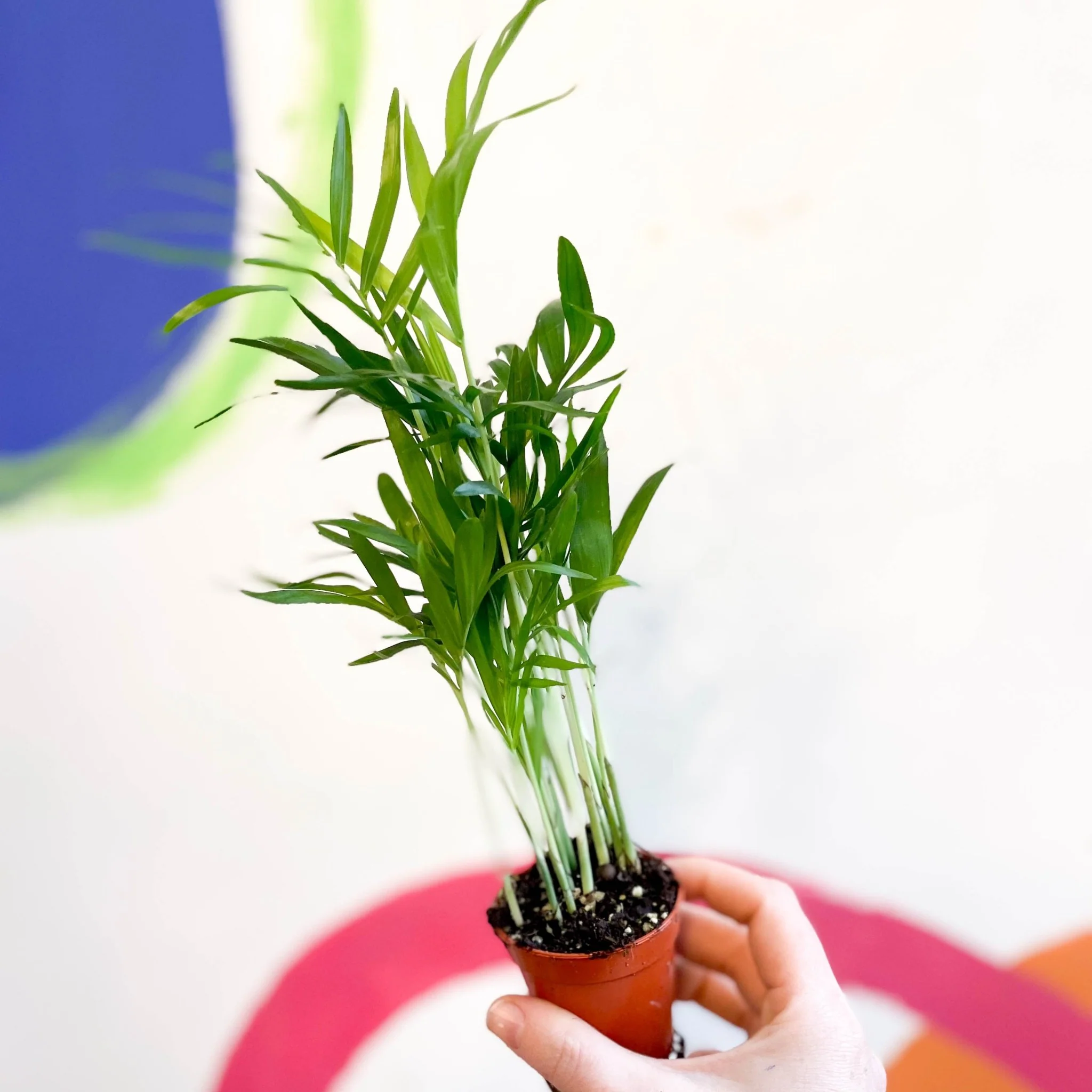 Chamaedorea elegans - Parlour Palm - Image 12