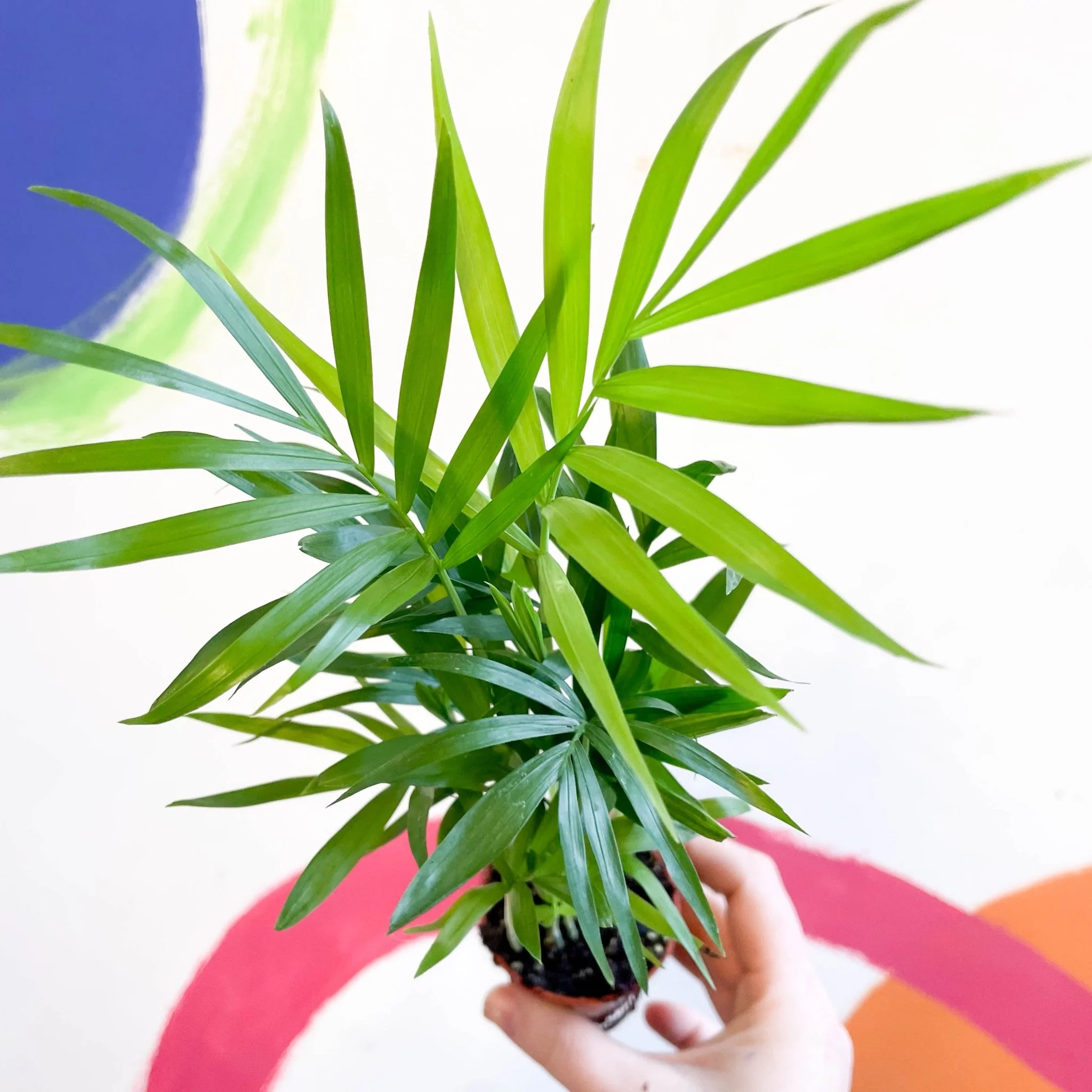 Chamaedorea elegans - Parlour Palm - Image 13