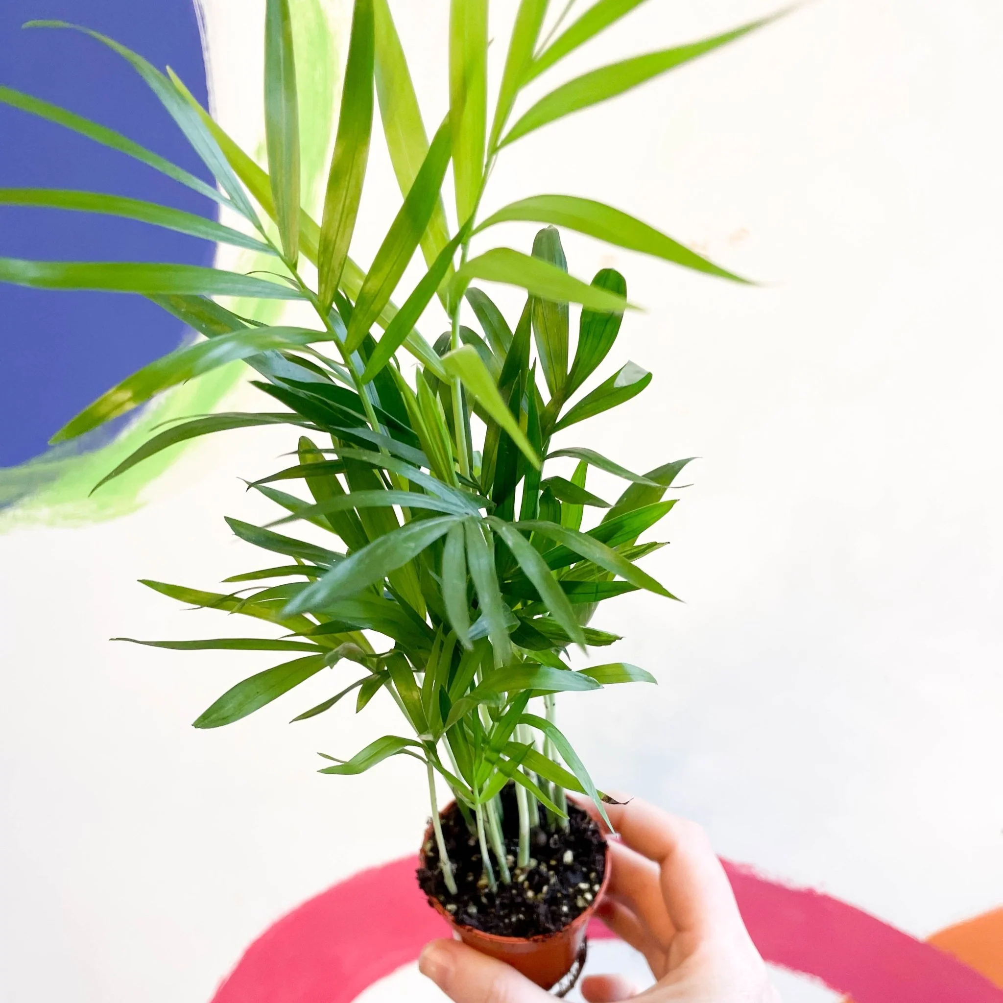Chamaedorea elegans - Parlour Palm - Image 14