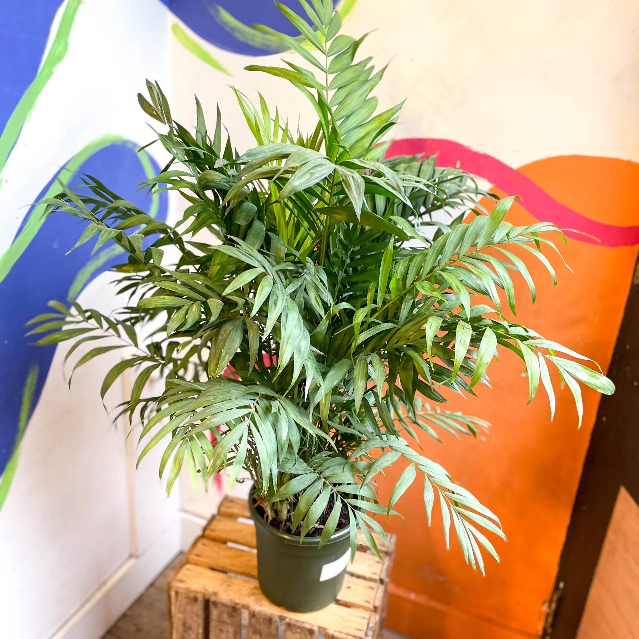Chamaedorea elegans - Parlour Palm - Image 15
