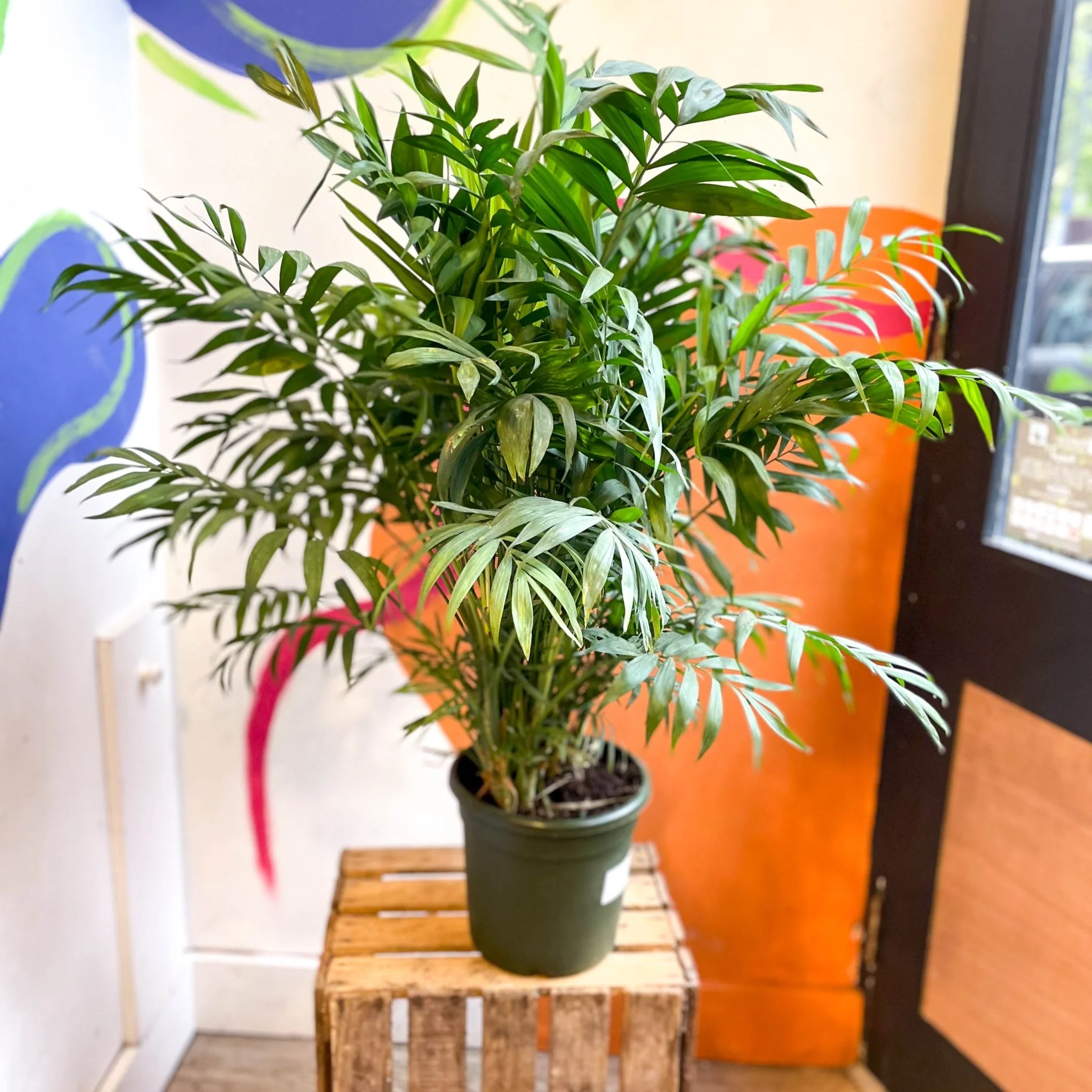 Chamaedorea elegans - Parlour Palm - Image 16