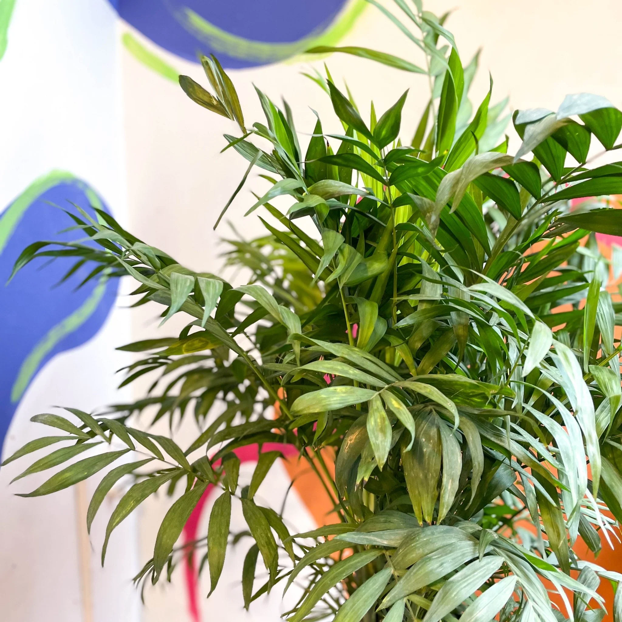 Chamaedorea elegans - Parlour Palm - Image 17