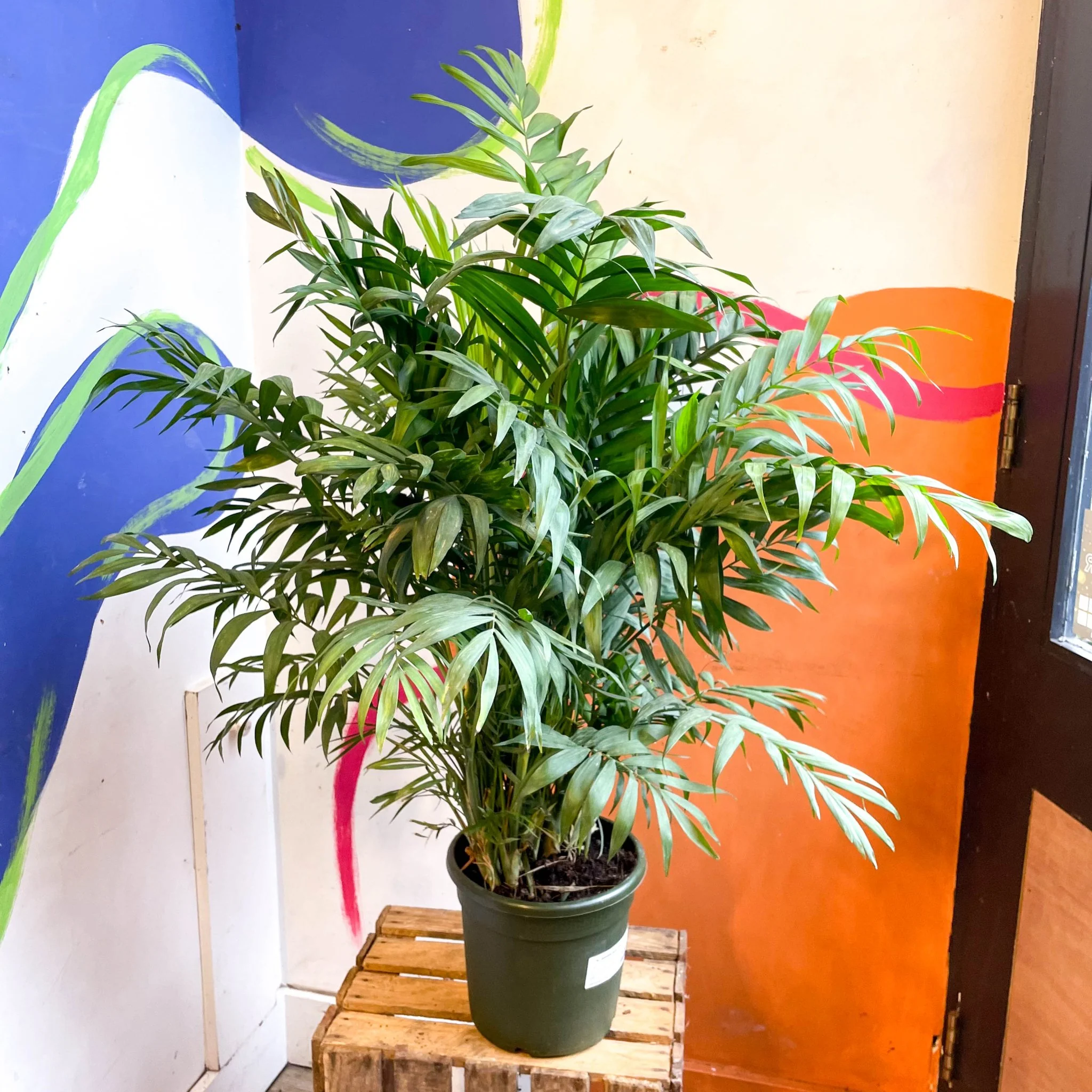 Chamaedorea elegans - Parlour Palm - Image 18