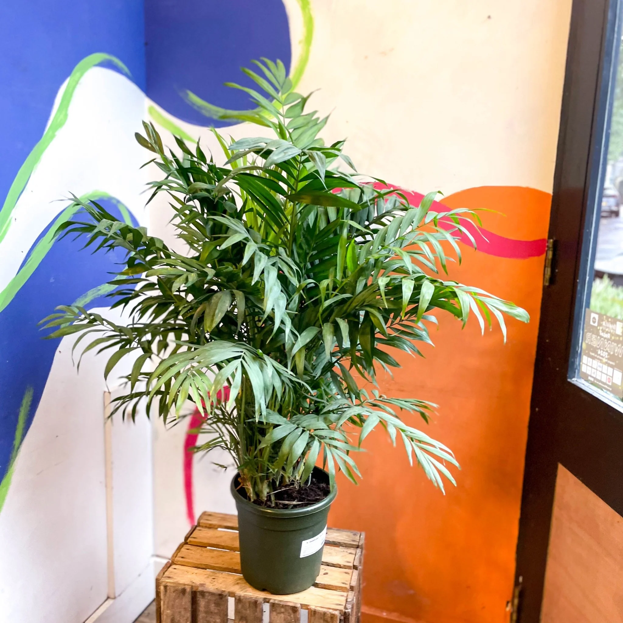Chamaedorea elegans - Parlour Palm - Image 19