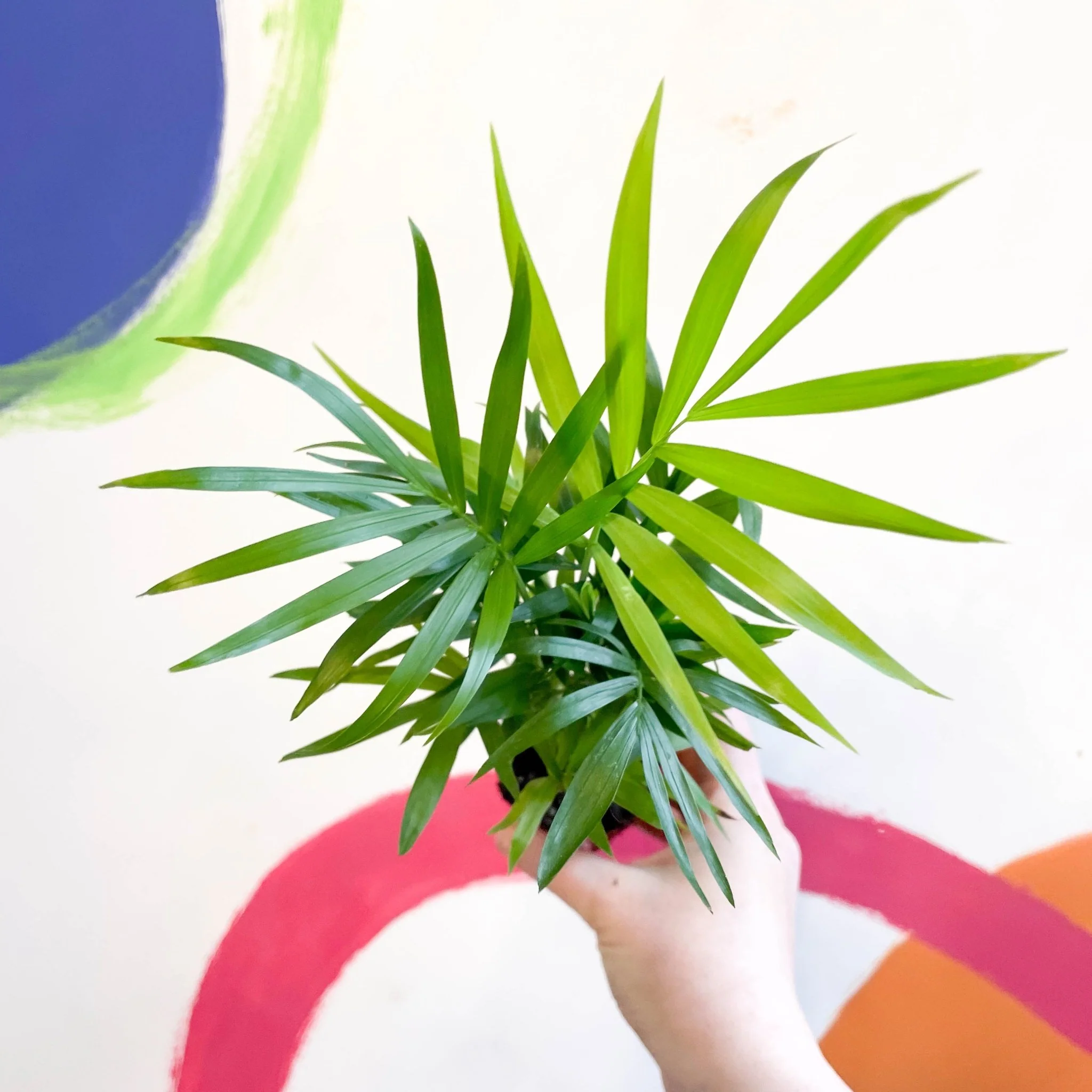 Chamaedorea elegans - Parlour Palm - Image 2