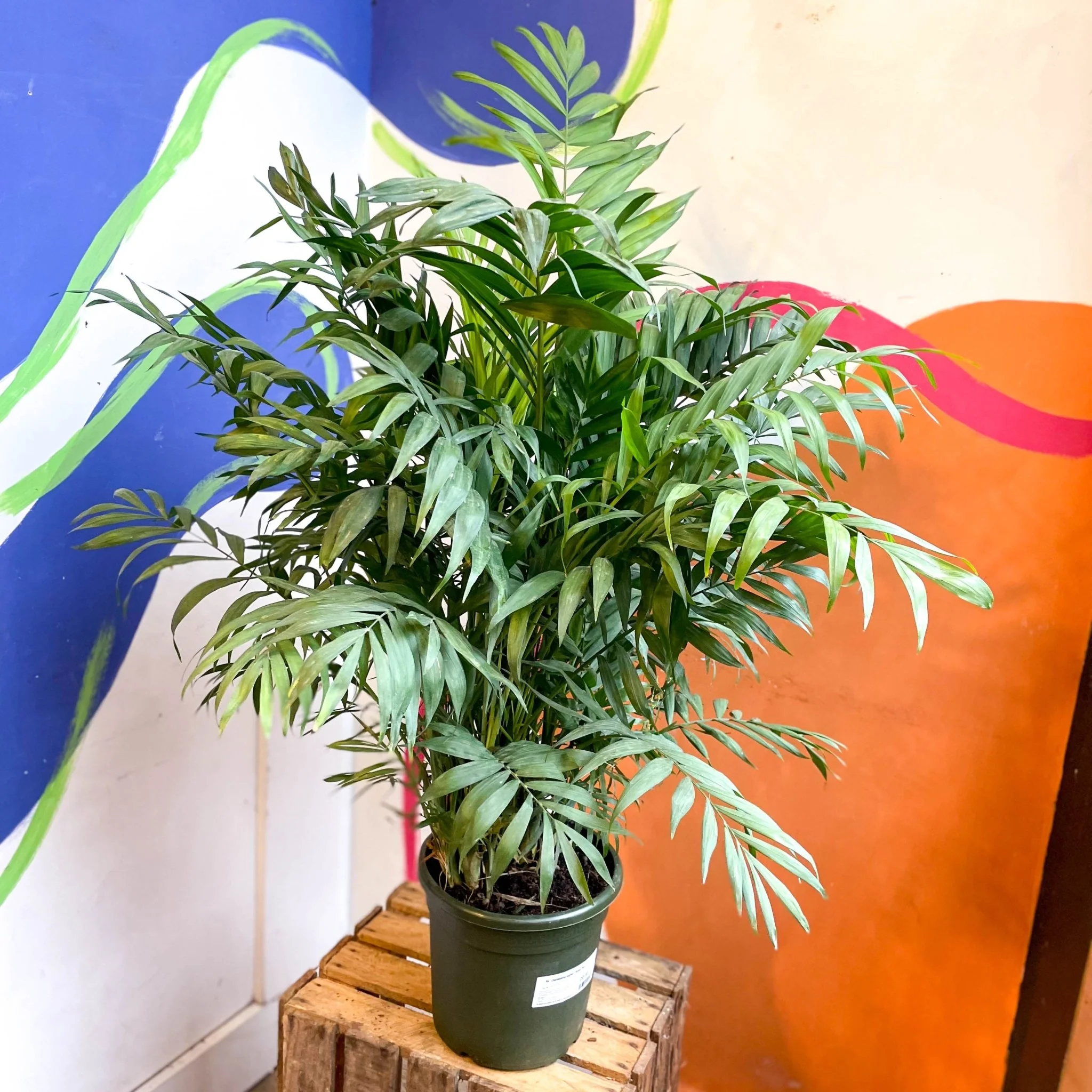 Chamaedorea elegans - Parlour Palm - Image 20