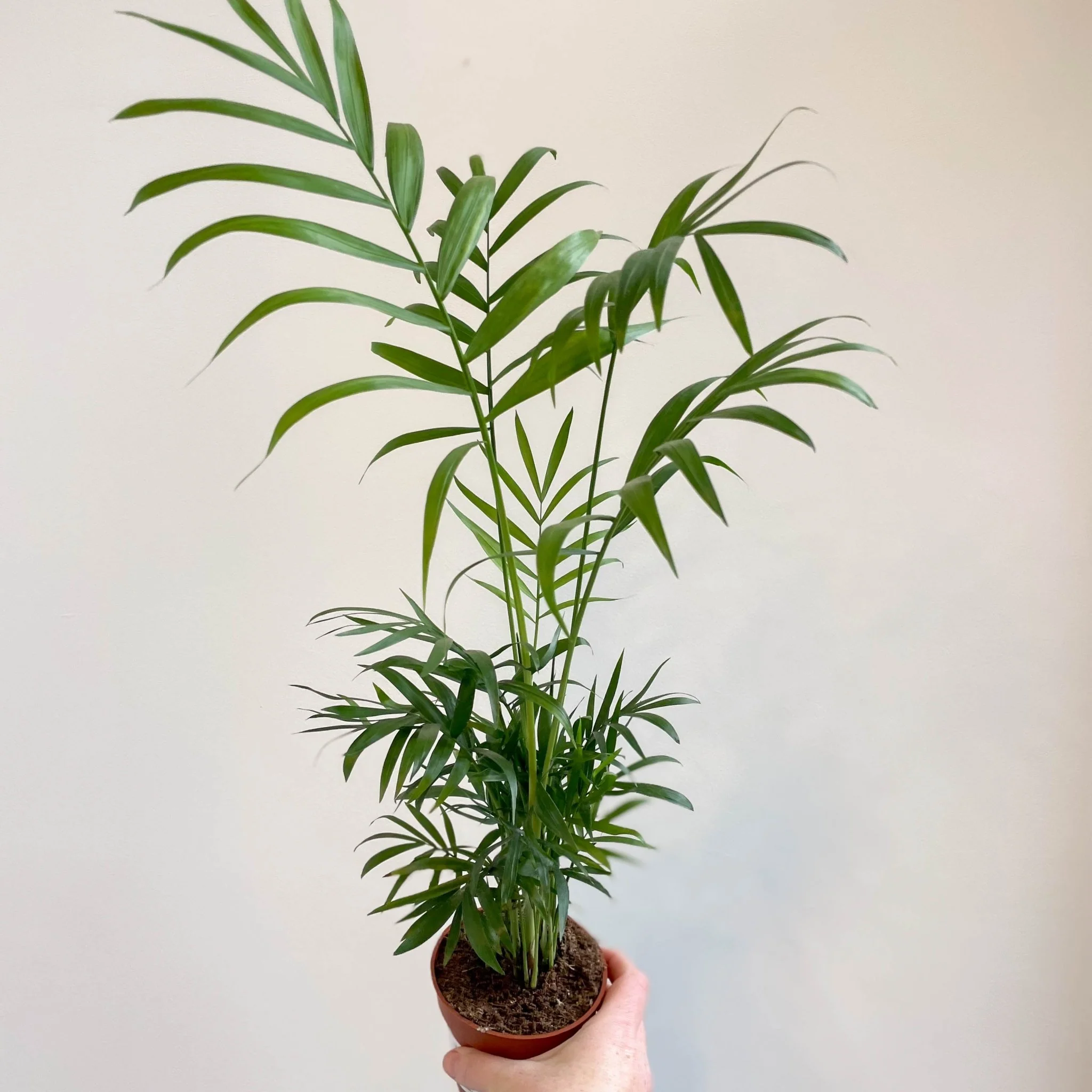Chamaedorea elegans - Parlour Palm - Image 21
