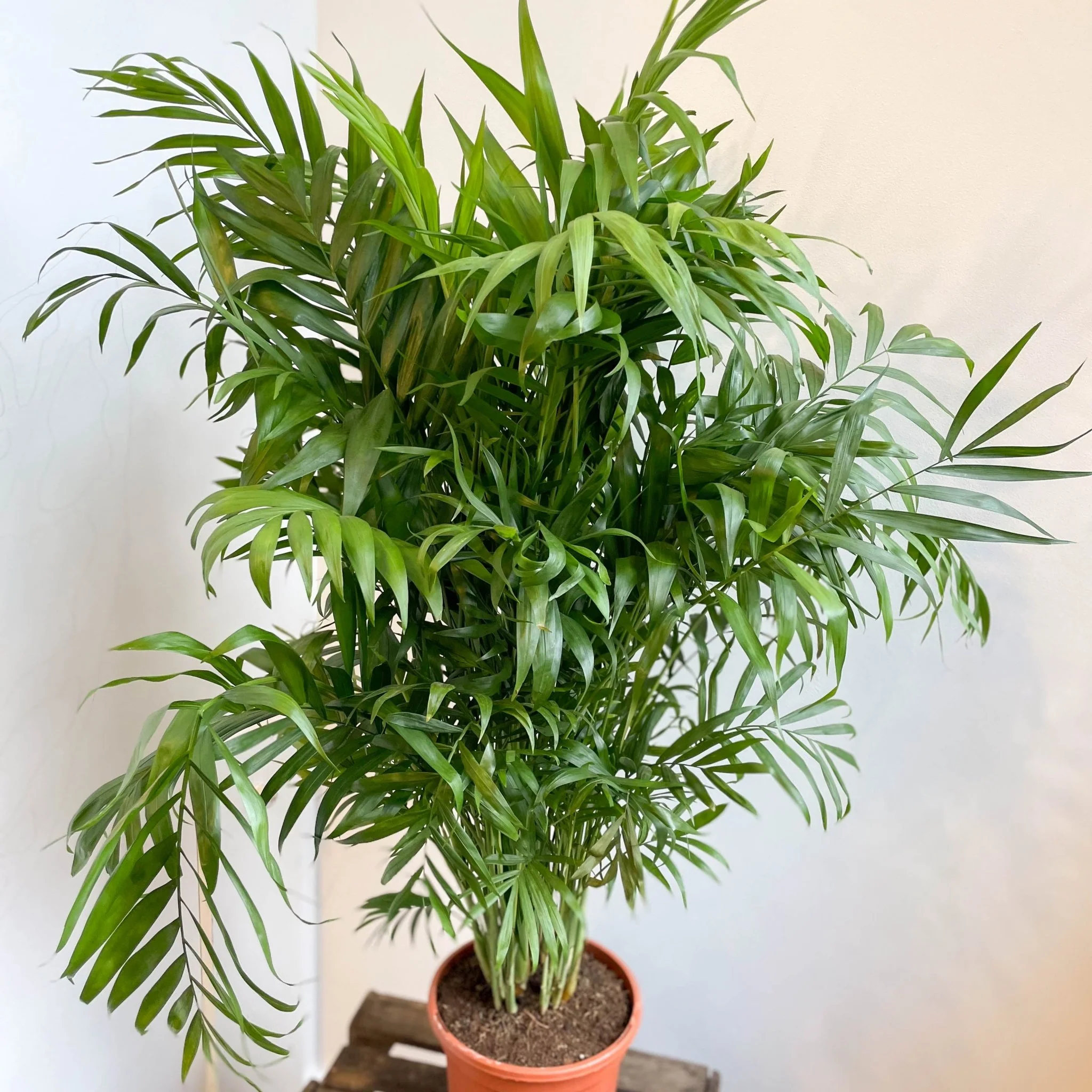 Chamaedorea elegans - Parlour Palm - Image 22