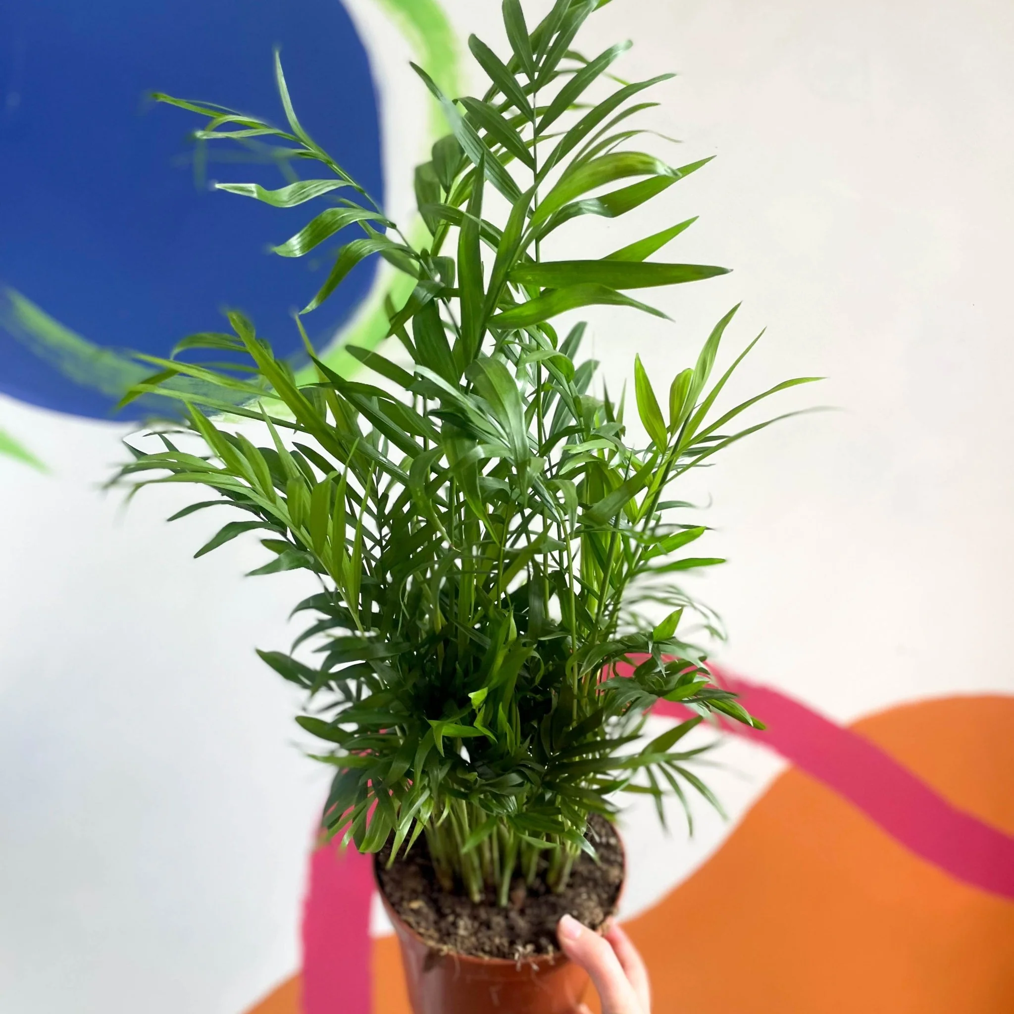 Chamaedorea elegans - Parlour Palm - Image 3