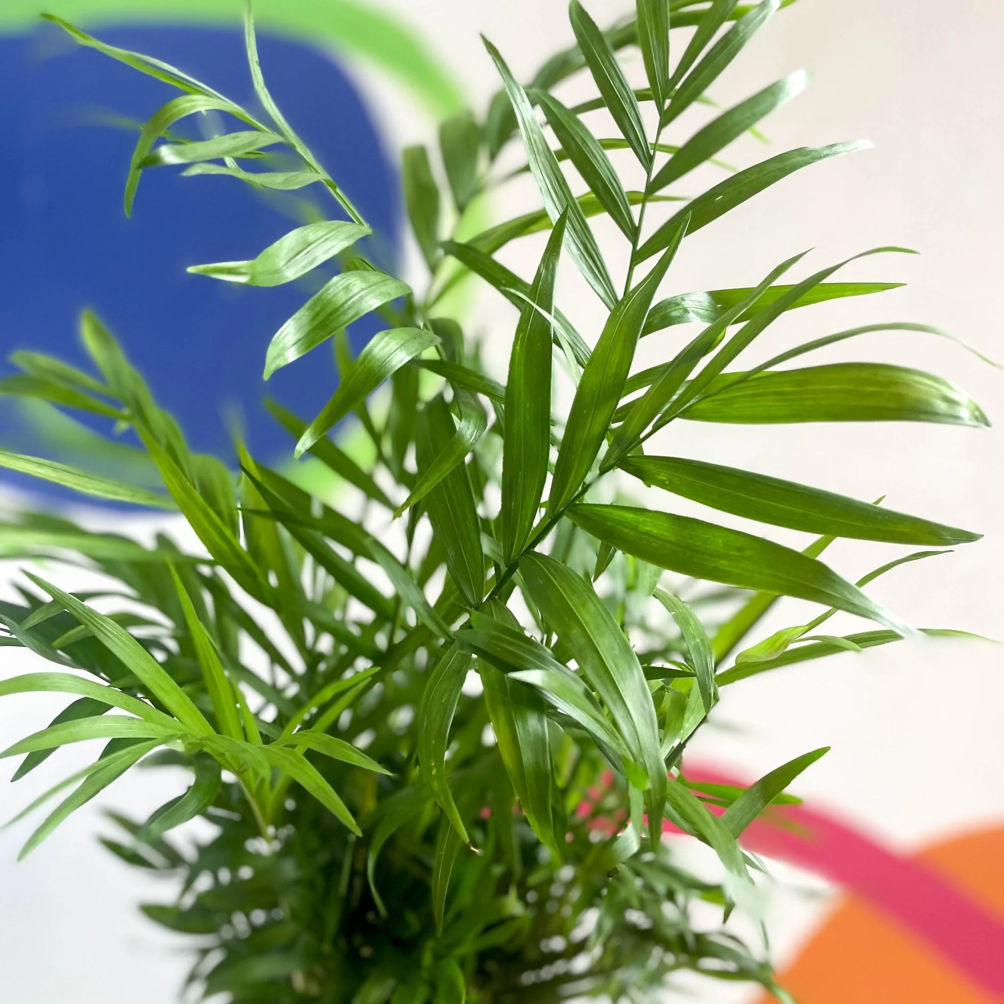 Chamaedorea elegans - Parlour Palm - Image 4