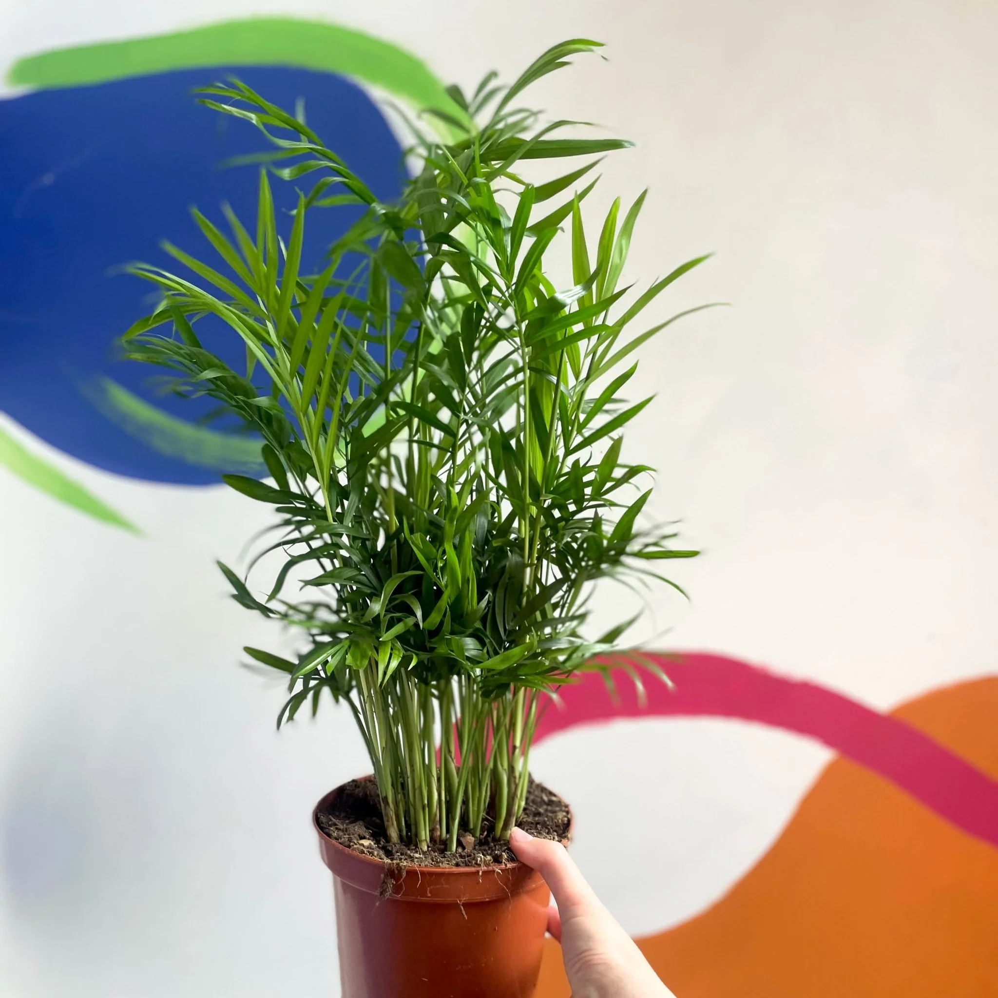 Chamaedorea elegans - Parlour Palm - Image 5
