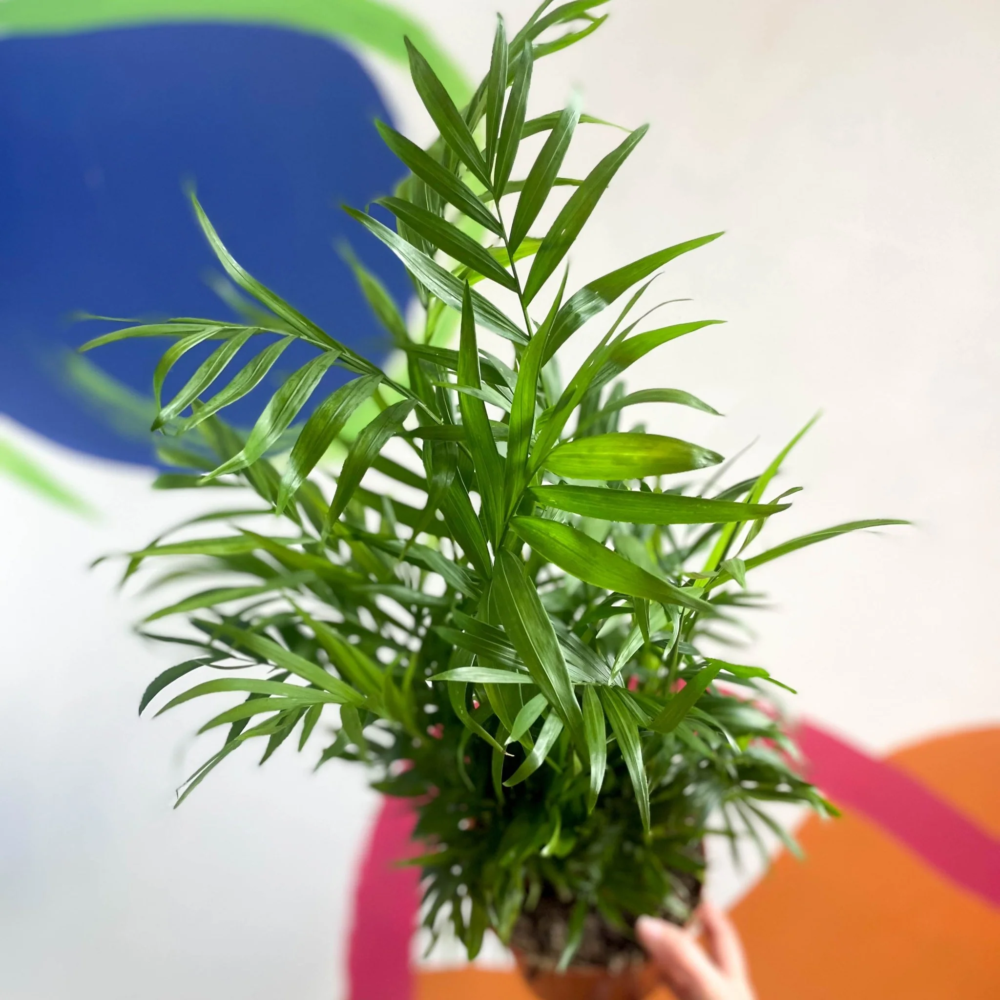 Chamaedorea elegans - Parlour Palm - Image 6
