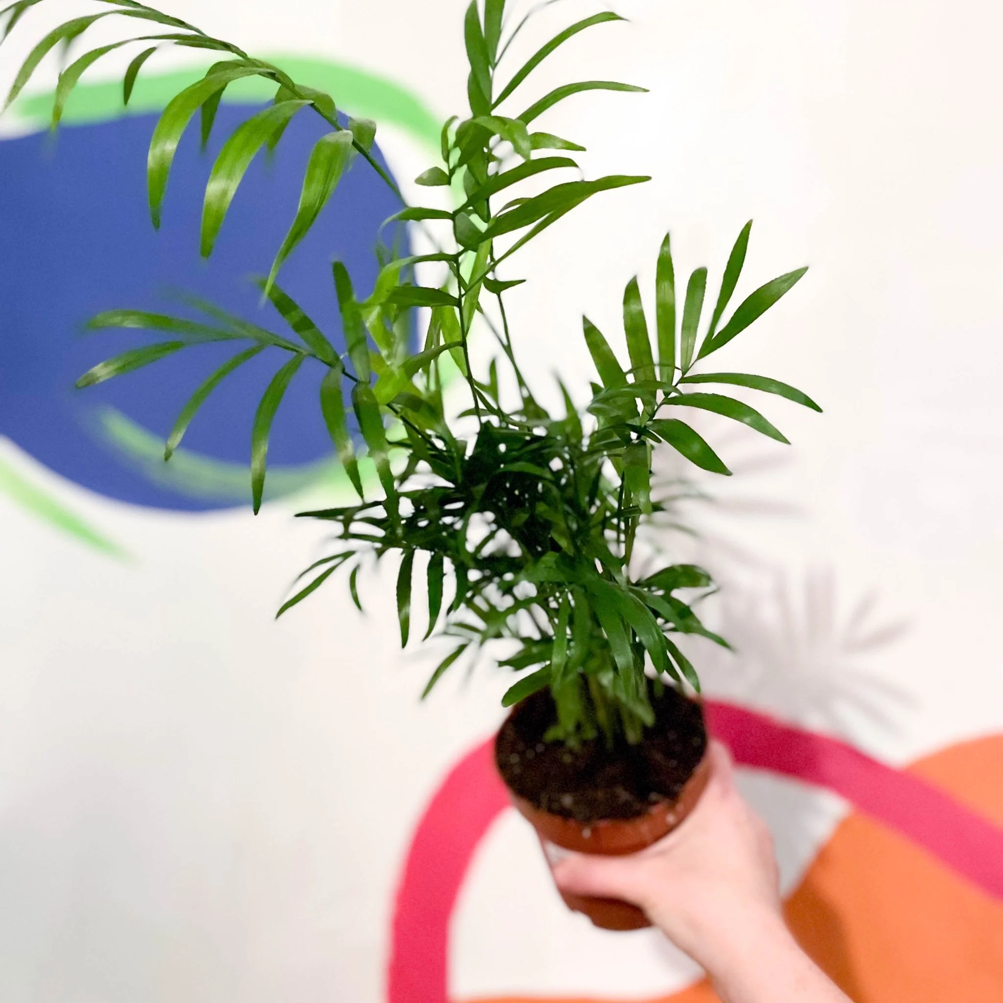 Chamaedorea elegans - Parlour Palm - Image 7