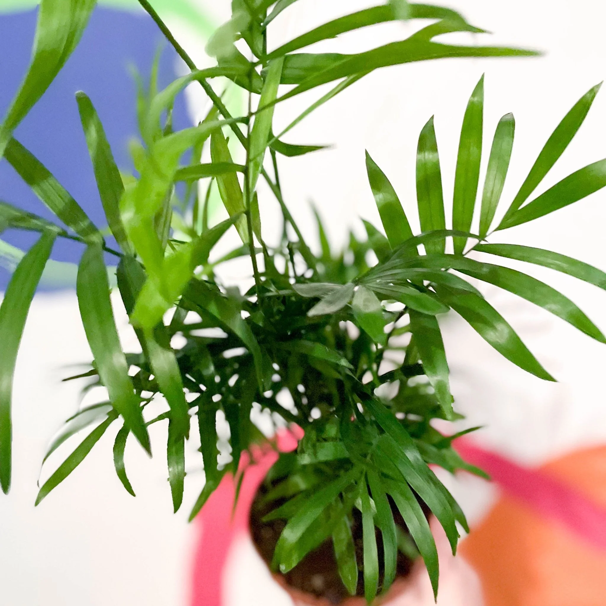 Chamaedorea elegans - Parlour Palm - Image 8