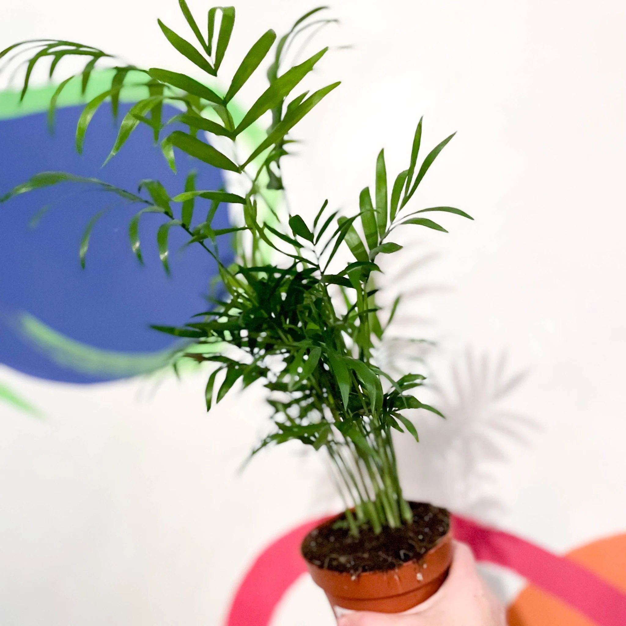 Chamaedorea elegans - Parlour Palm - Image 9