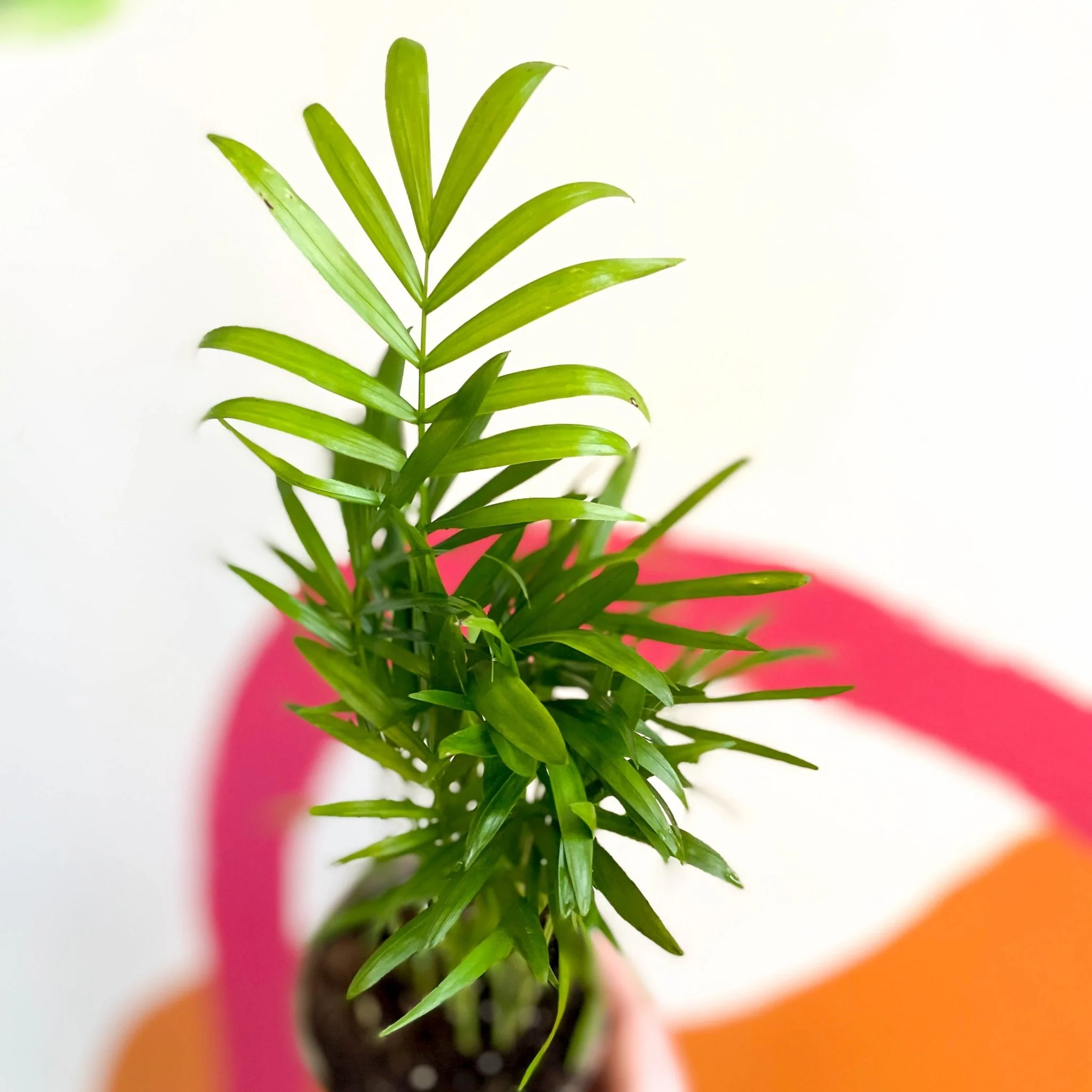 Chamaedorea elegans - Parlour Palm - British Grown - Image 3