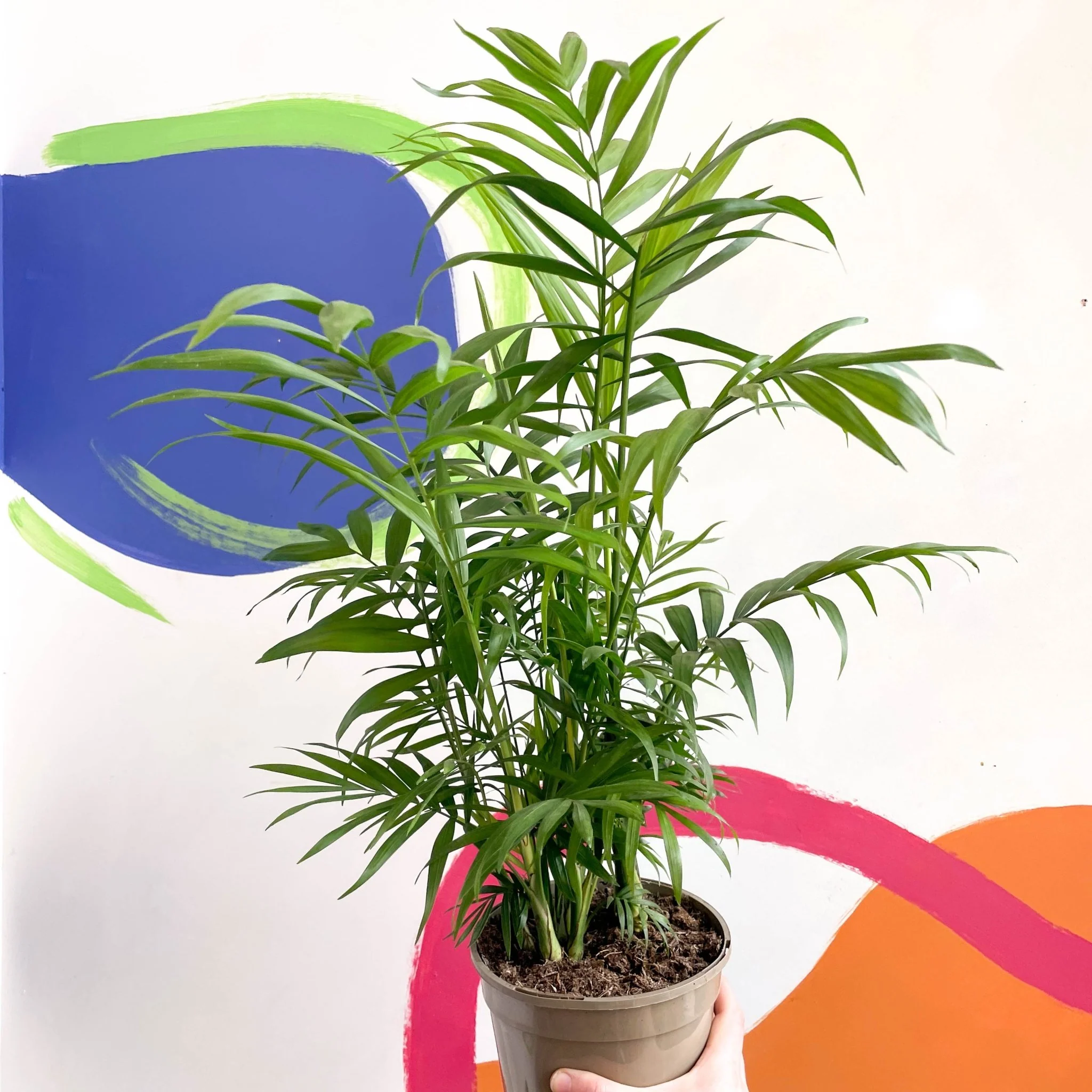 Chamaedorea elegans - Parlour Palm - British Grown - Image 4