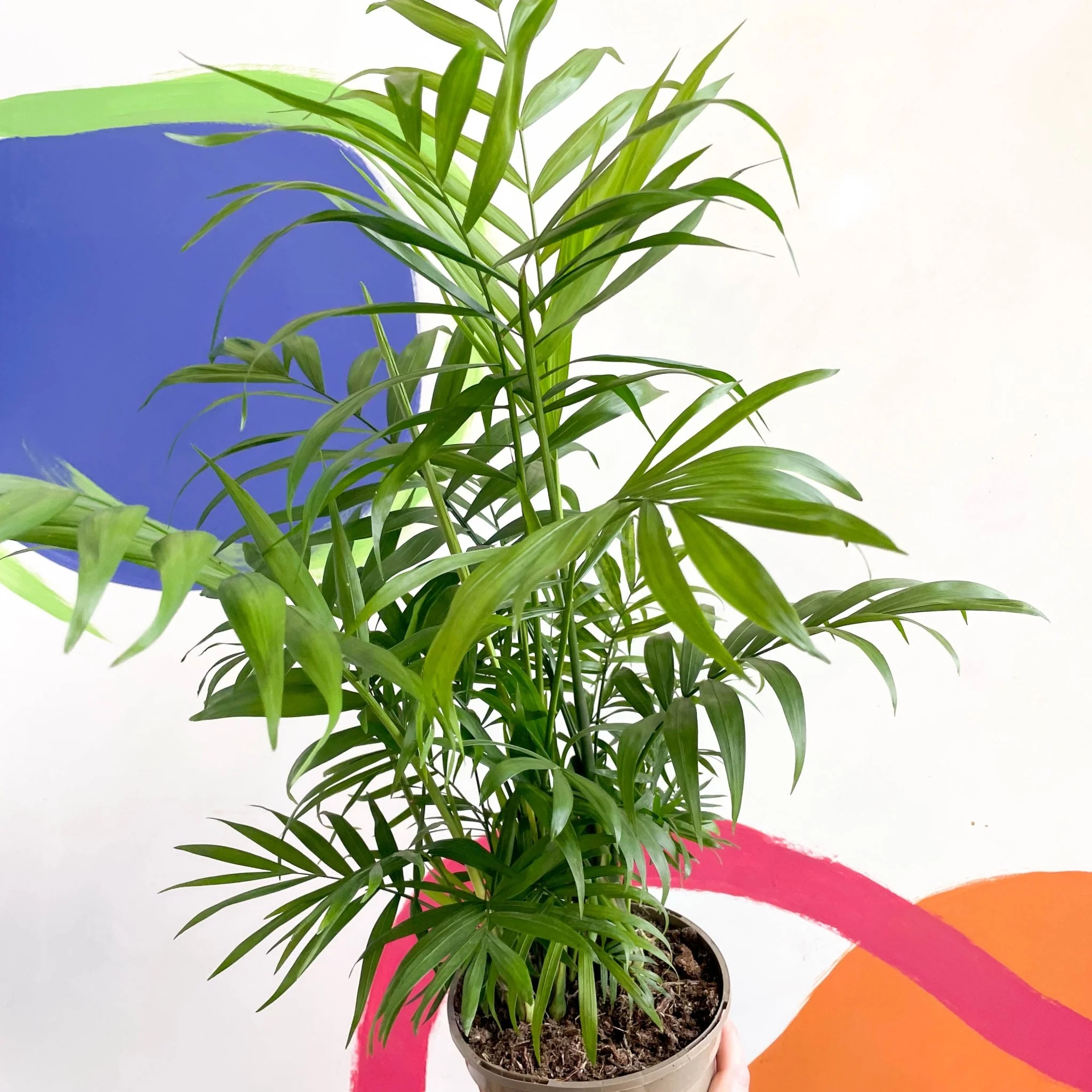Chamaedorea elegans - Parlour Palm - British Grown - Image 5