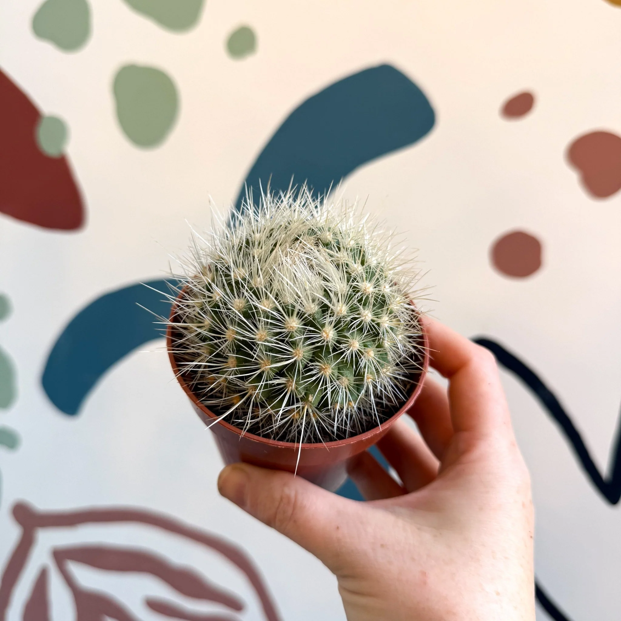 Parodia penicillata – Powder Puff Ball Cactus - Image 10