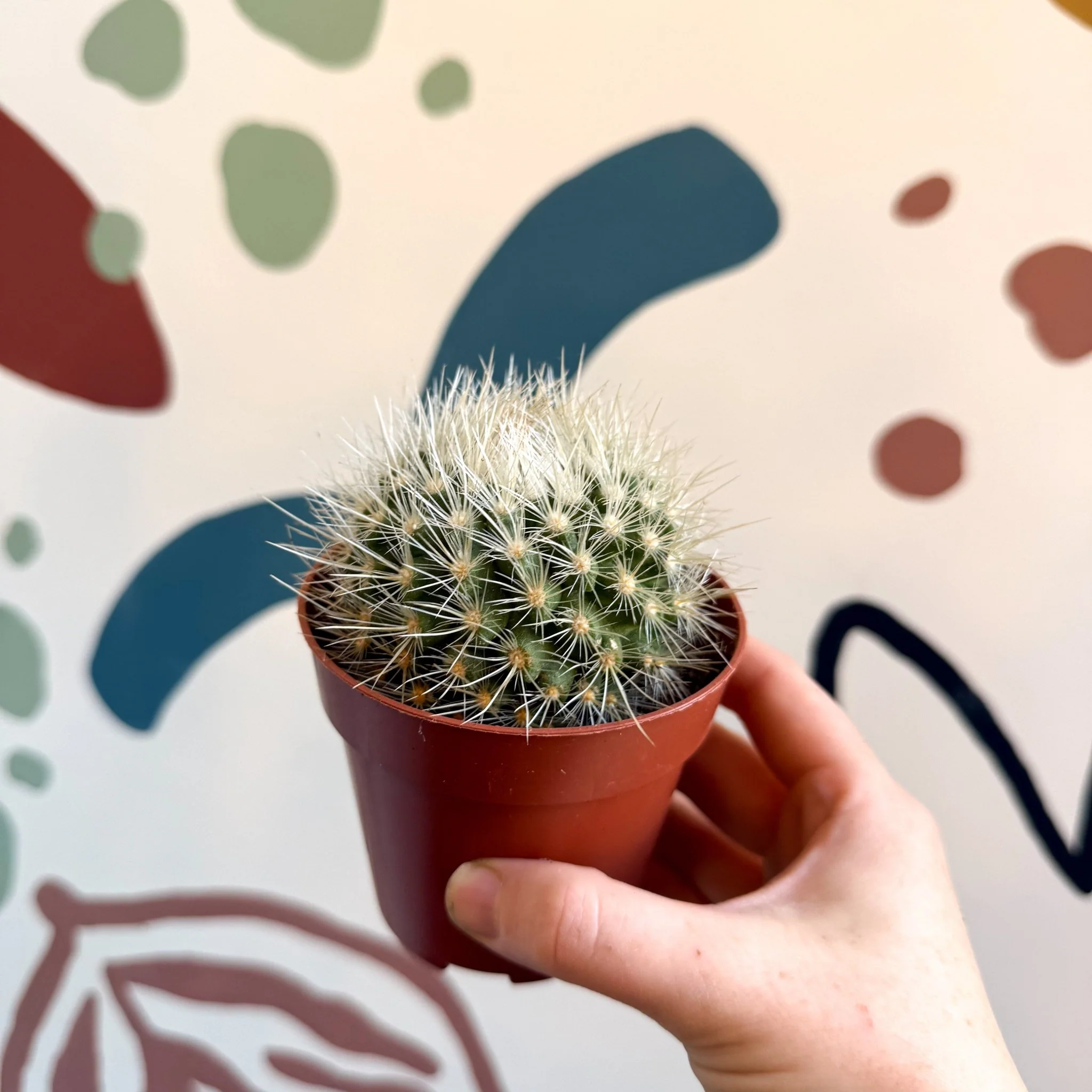 Parodia penicillata – Powder Puff Ball Cactus - Image 11
