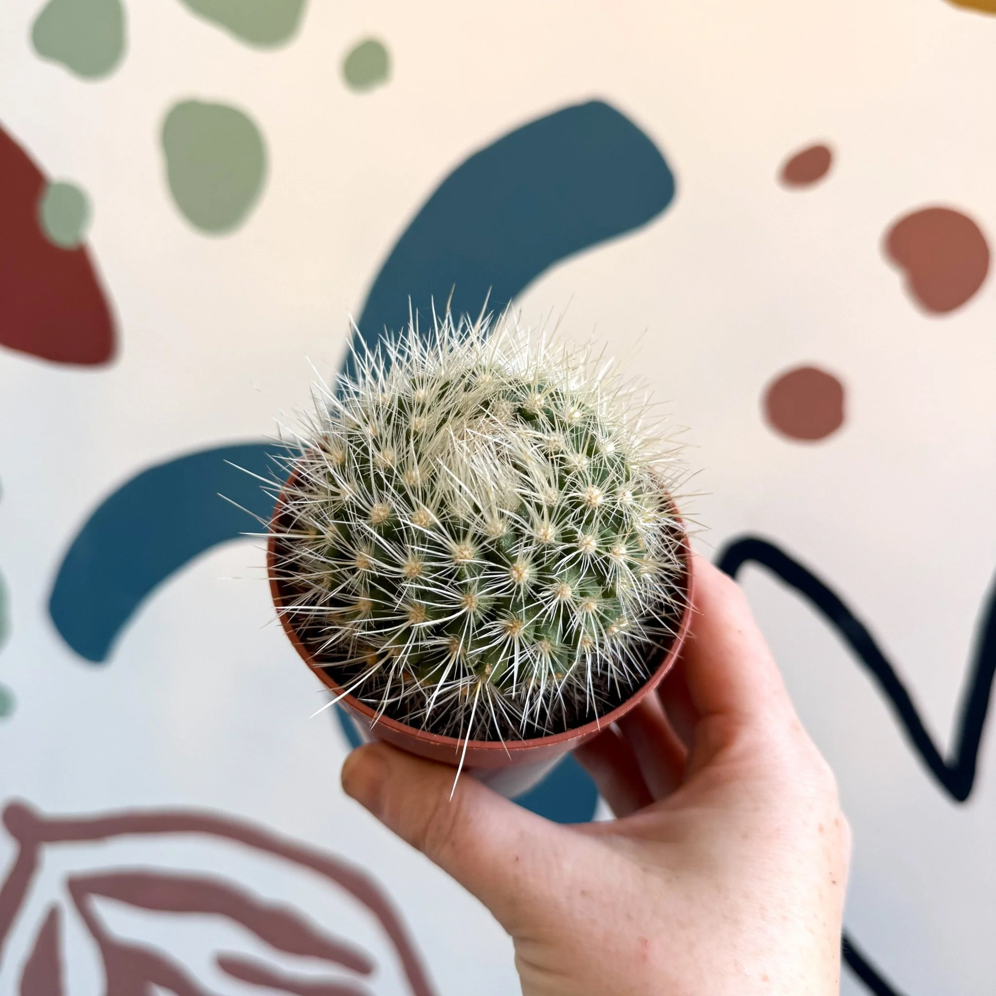 Parodia penicillata – Powder Puff Ball Cactus - Image 12