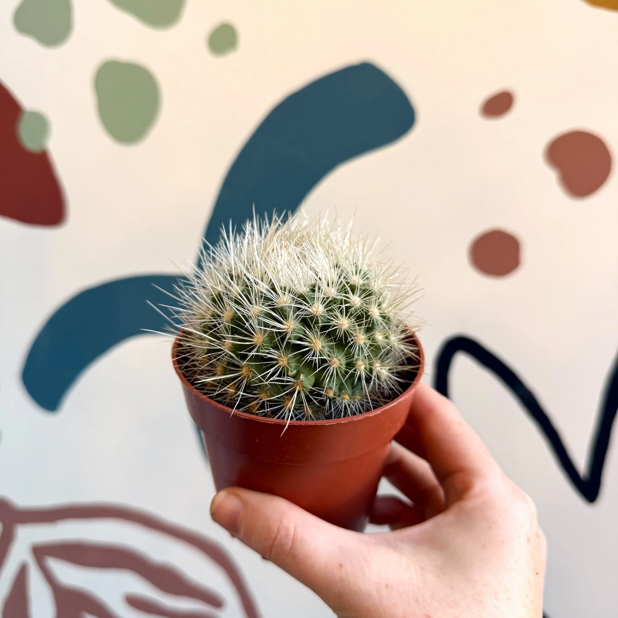 Parodia penicillata – Powder Puff Ball Cactus - Image 13